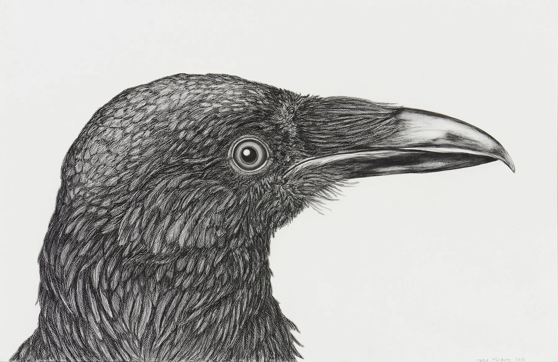 Crow for David,
11"H x 15"W,
Graphite on paper,
2018