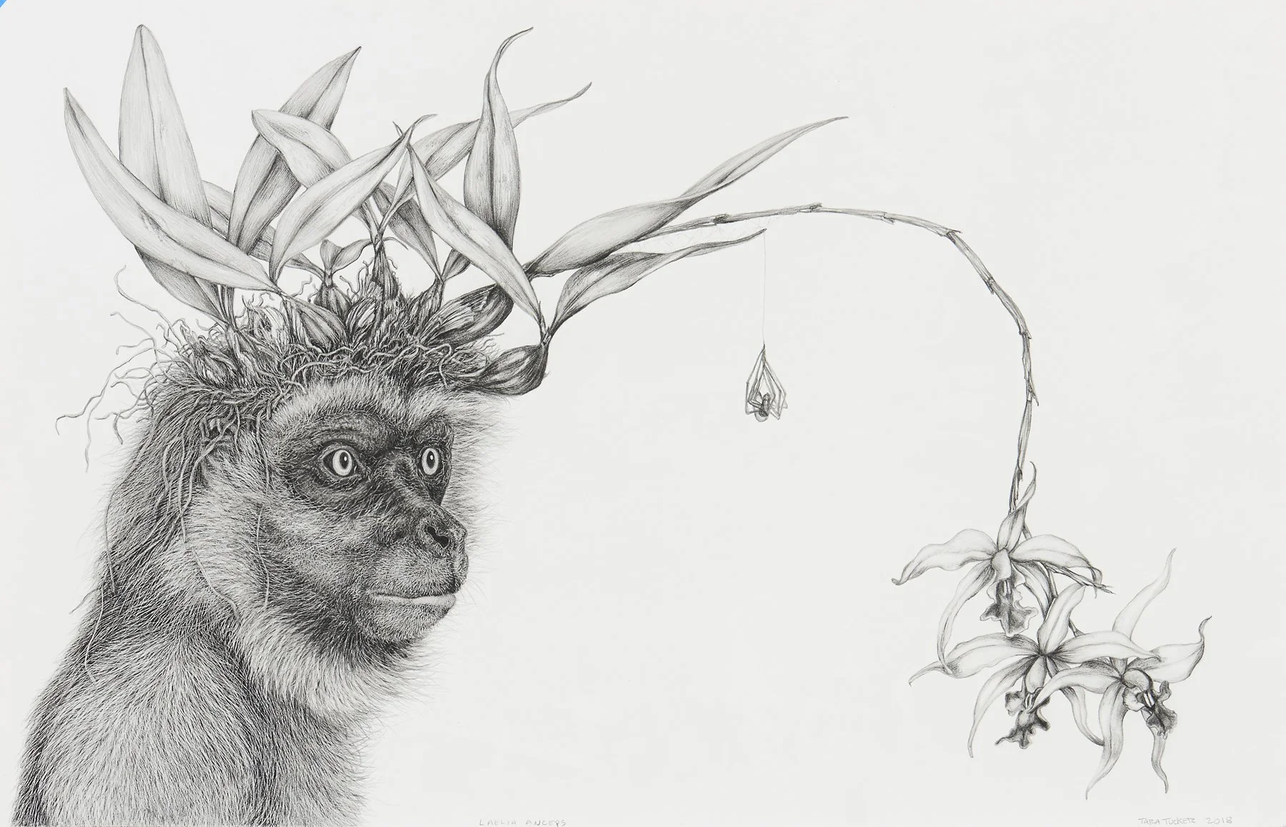 Laelia Anceps
11" H X 17" W,
Graphite on paper,
2018
