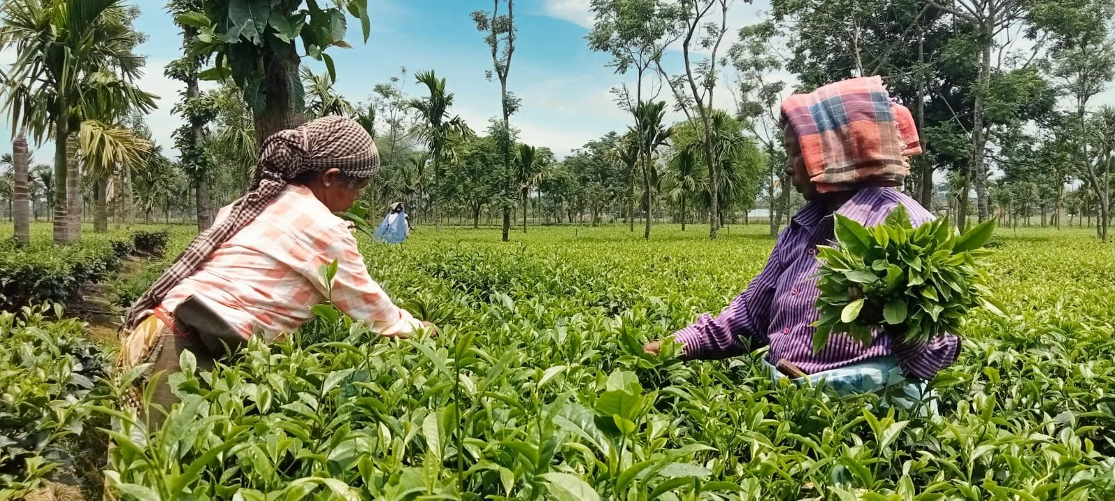 Two women harvesting tea leaves in a lush green tea plantation on a sunny day, wearing head coverings and casual clothing.