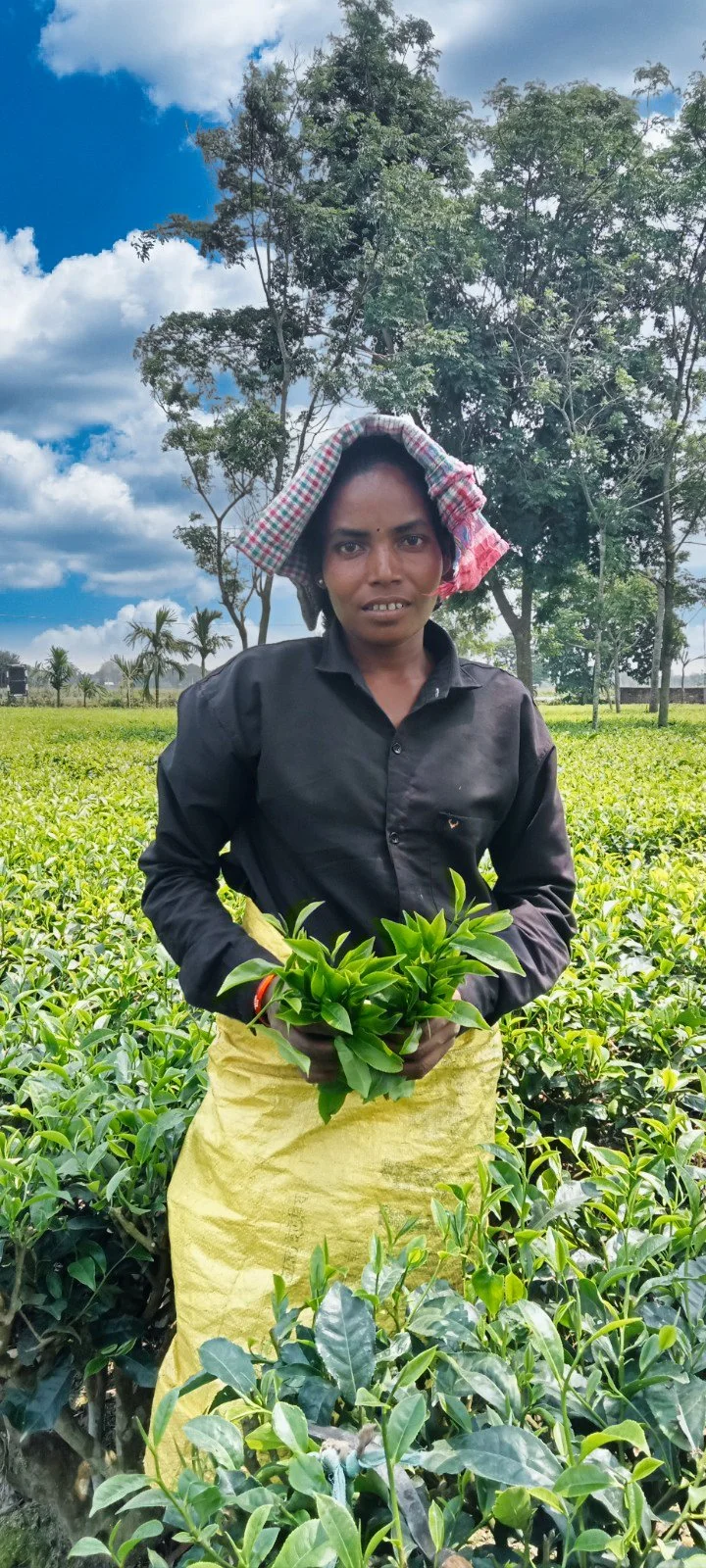 A woman standing in a lush green tea plantation holding a bunch of tea leaves, wearing a black shirt and a yellow apron with a cloth wrapped around her head.