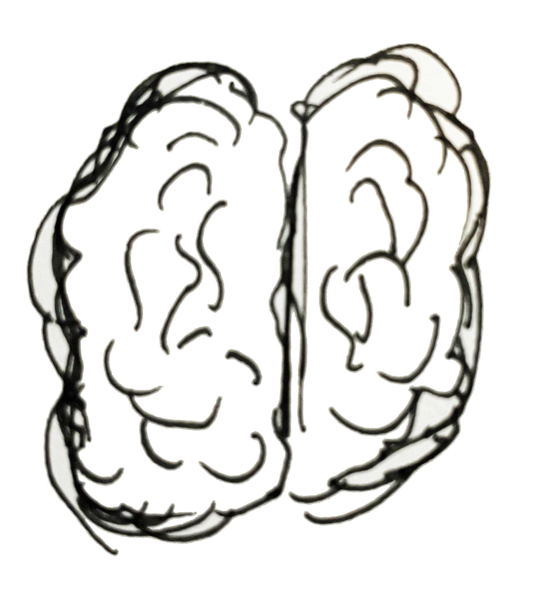 A loose, line work, hand drawn illustration of a brain
