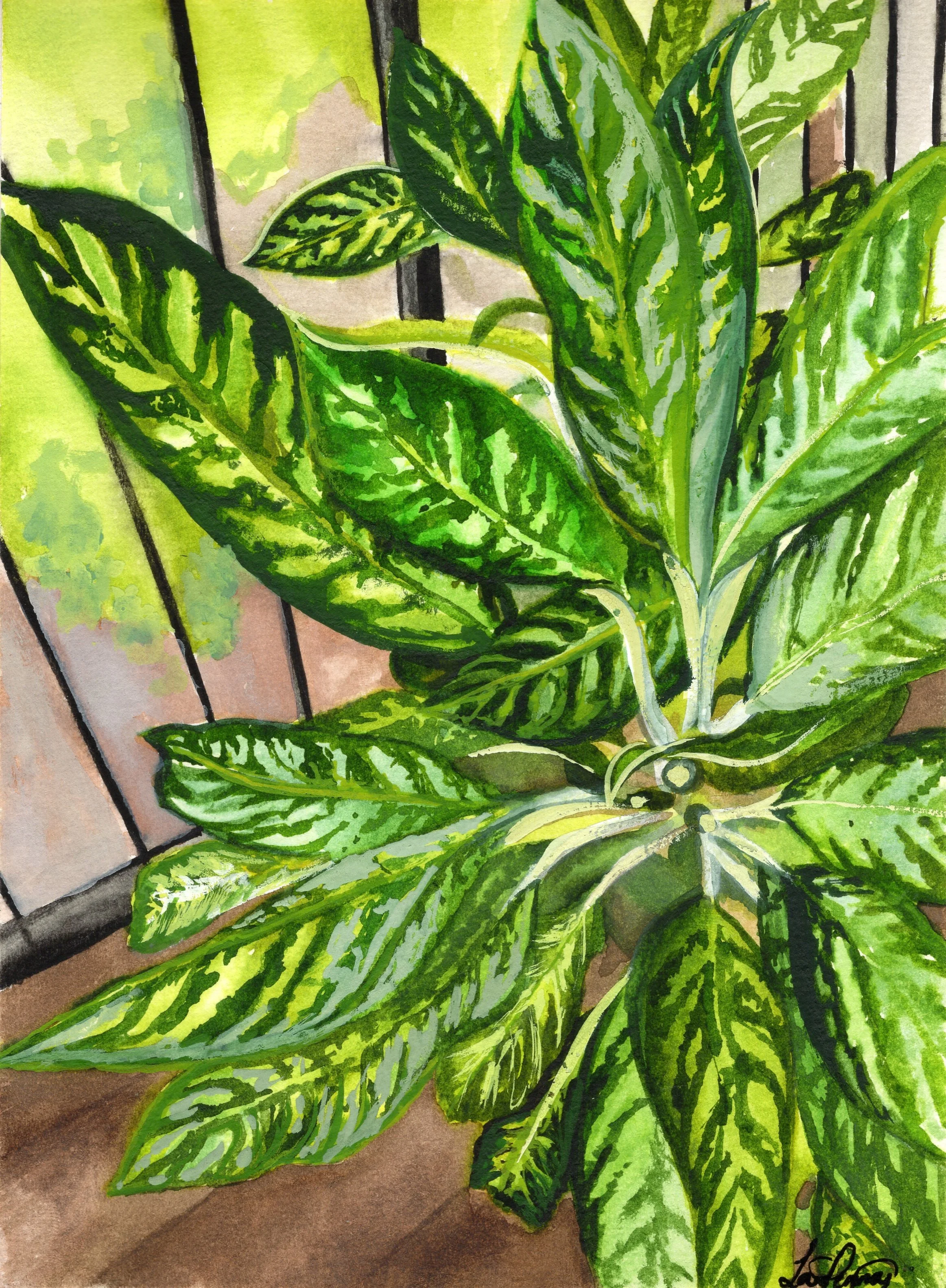Chinese Evergreens - 'Aglaonema' Gouache (Original)