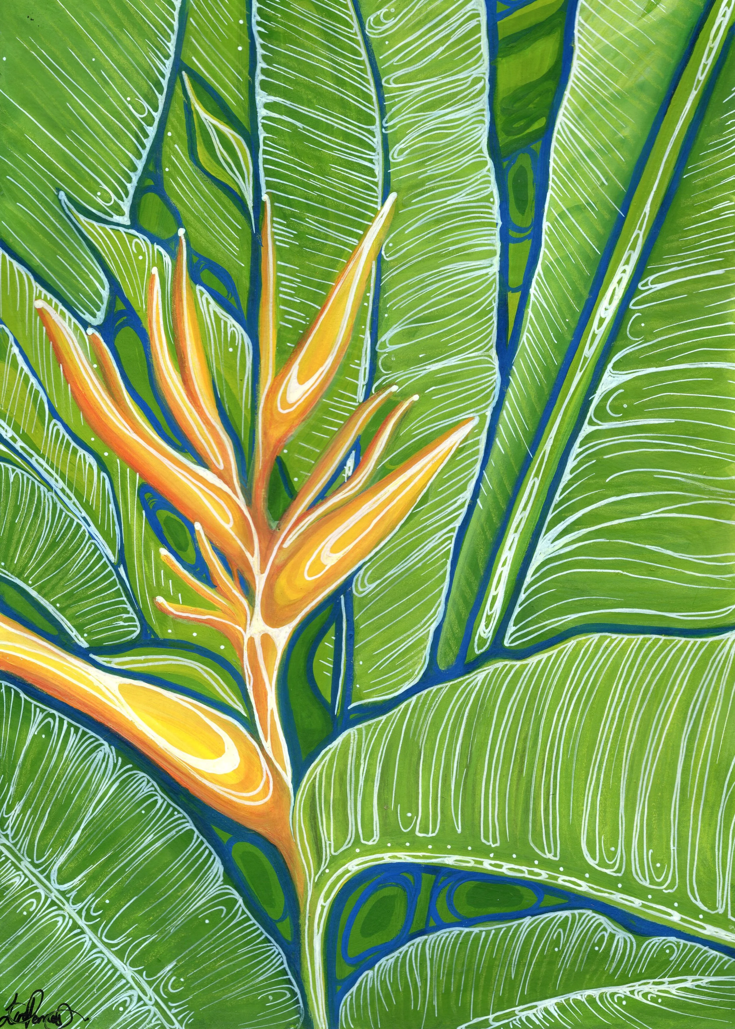Heliconia Trails Gouache (Original)