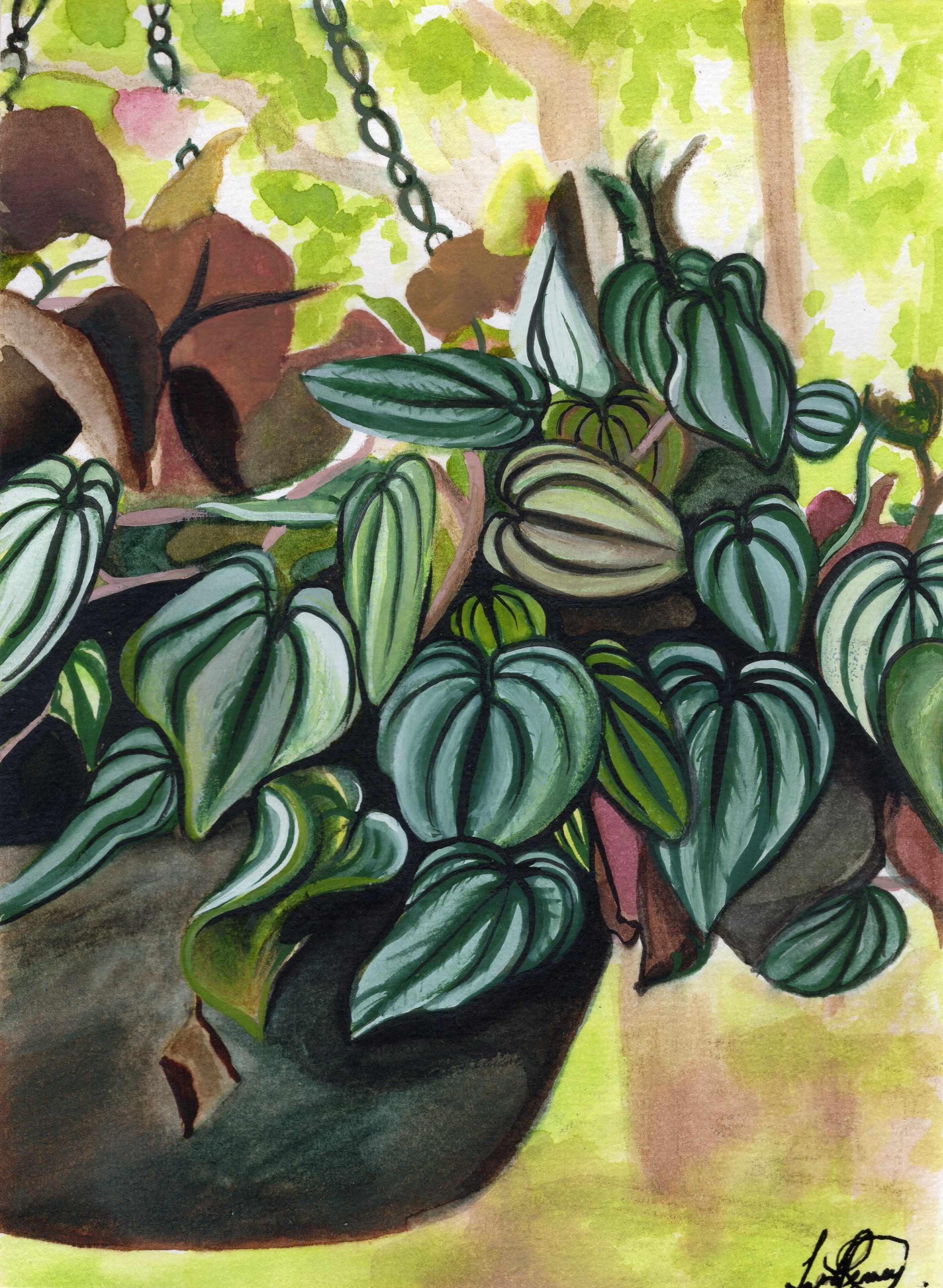 Peperomia Gouache (Original)