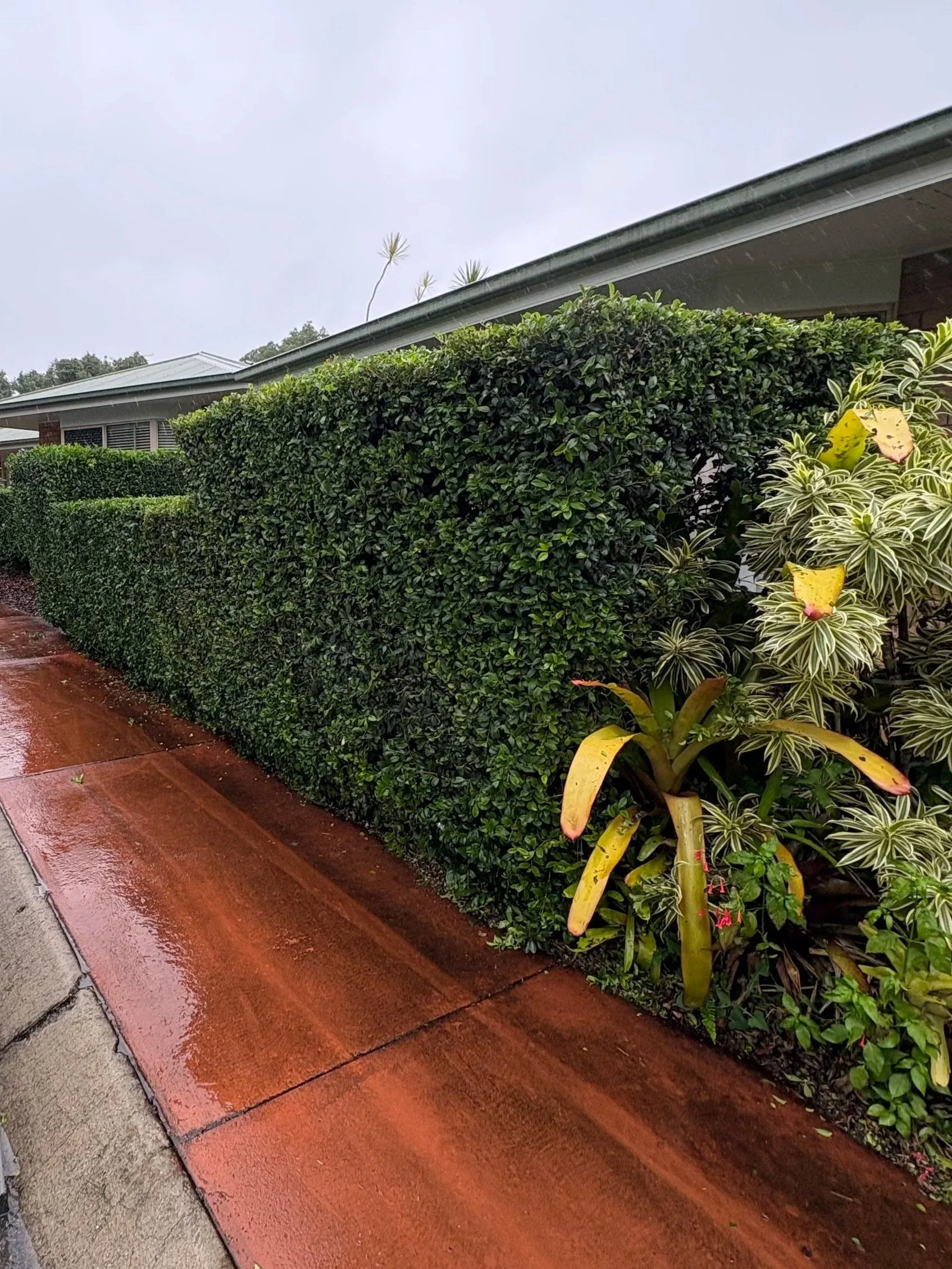 Rain-soaked sidewalk next to neatly trimmed hedge and various plants near a house on a cloudy day.