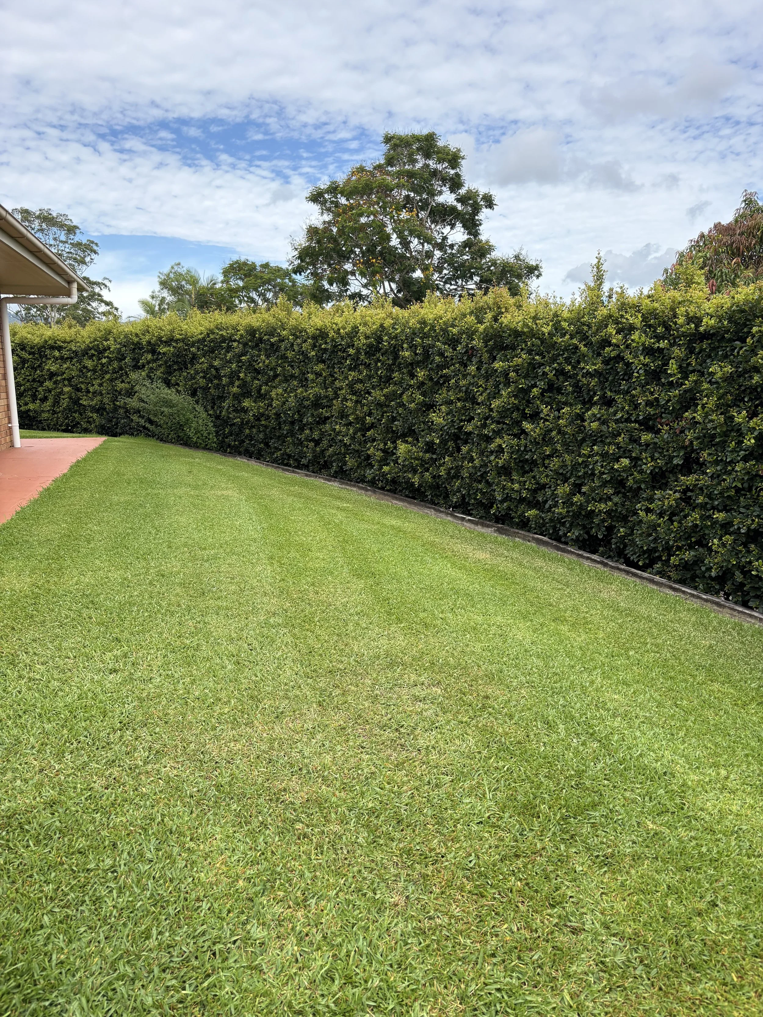 A backyard with well-maintained green grass, a tall hedge, and a large tree in the background under a partly cloudy sky.