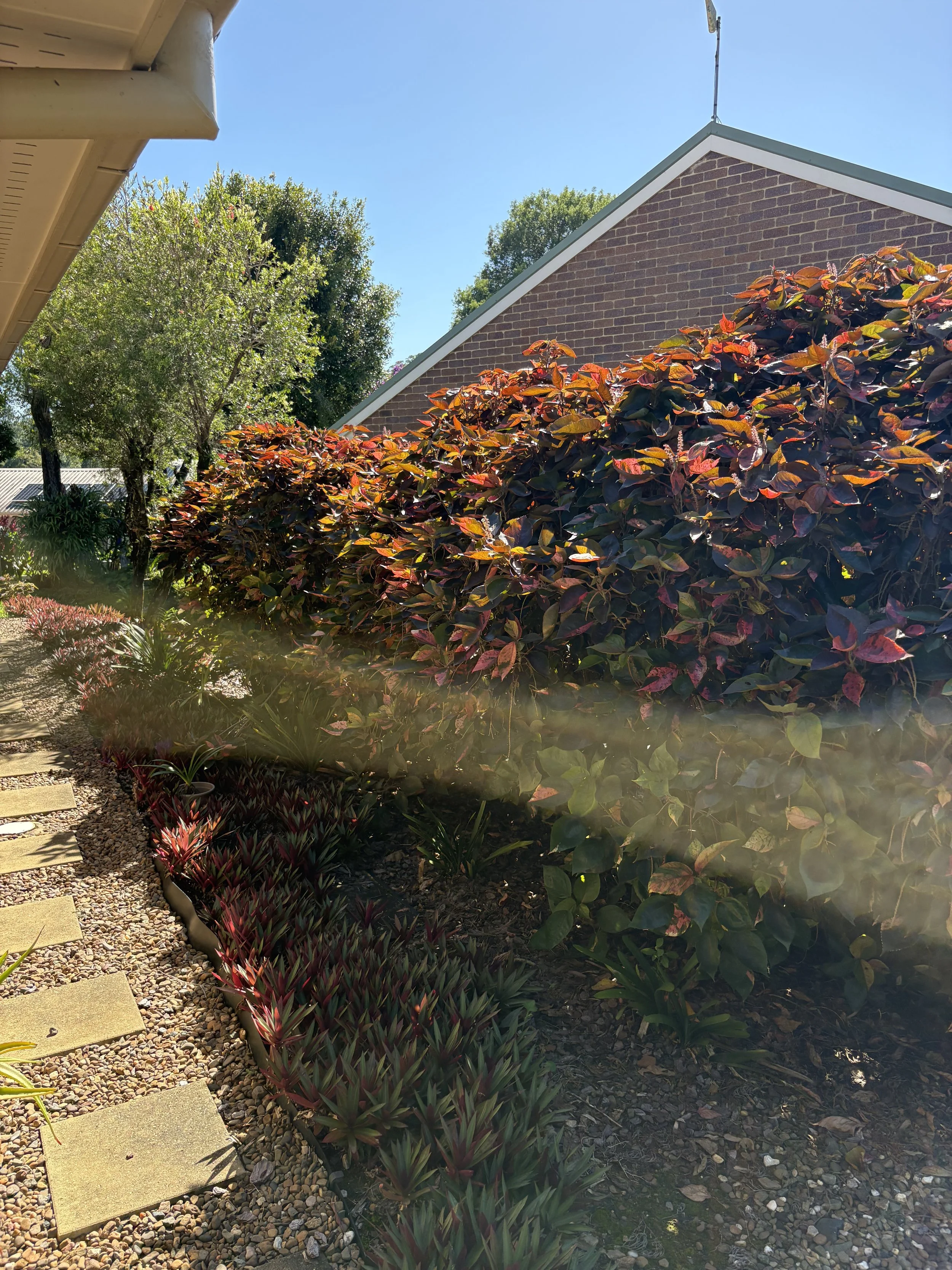 A garden with a brick house in the background, featuring a bush with dark green and reddish leaves, a small tree with green foliage, and a gravel pathway with stepping stones, under a clear blue sky with bright sunlight.
