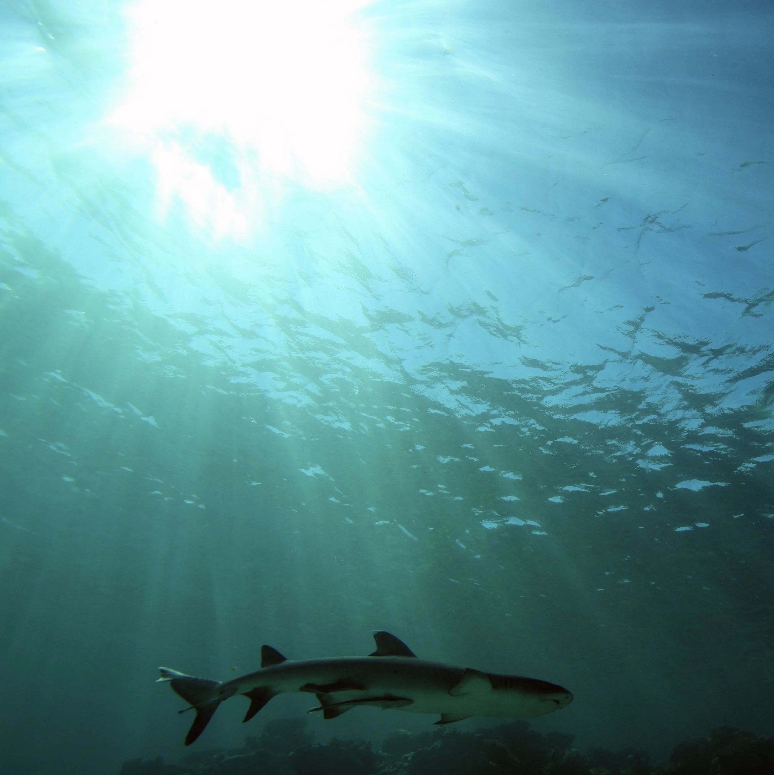 reefshark sun.jpeg