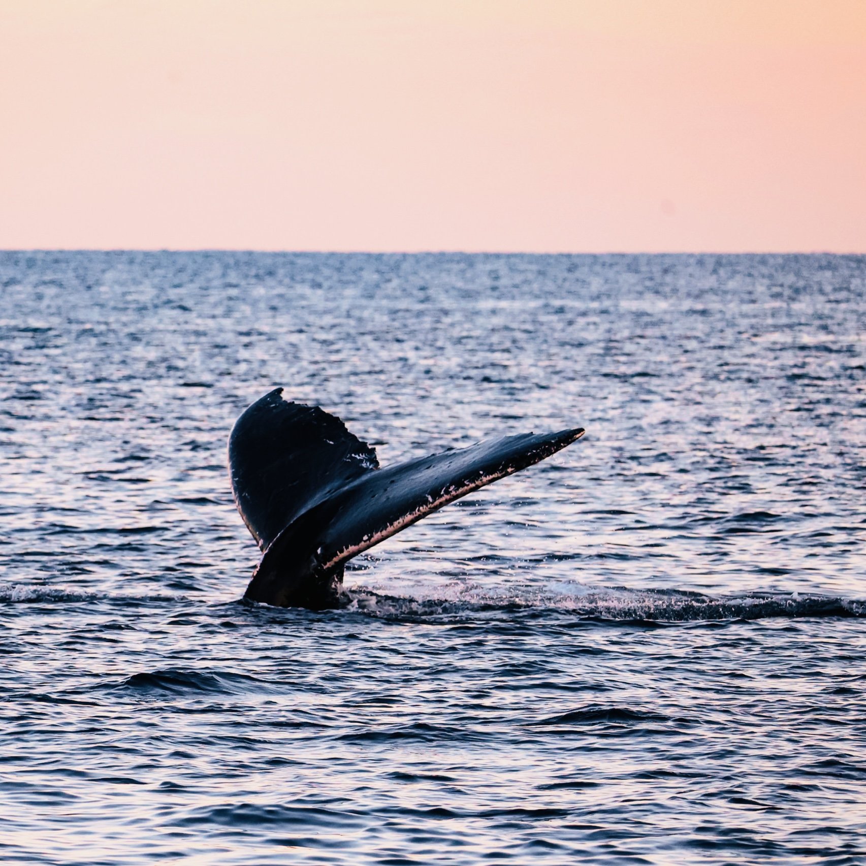 A whale's tail emerging from the ocean during sunset or sunrise.