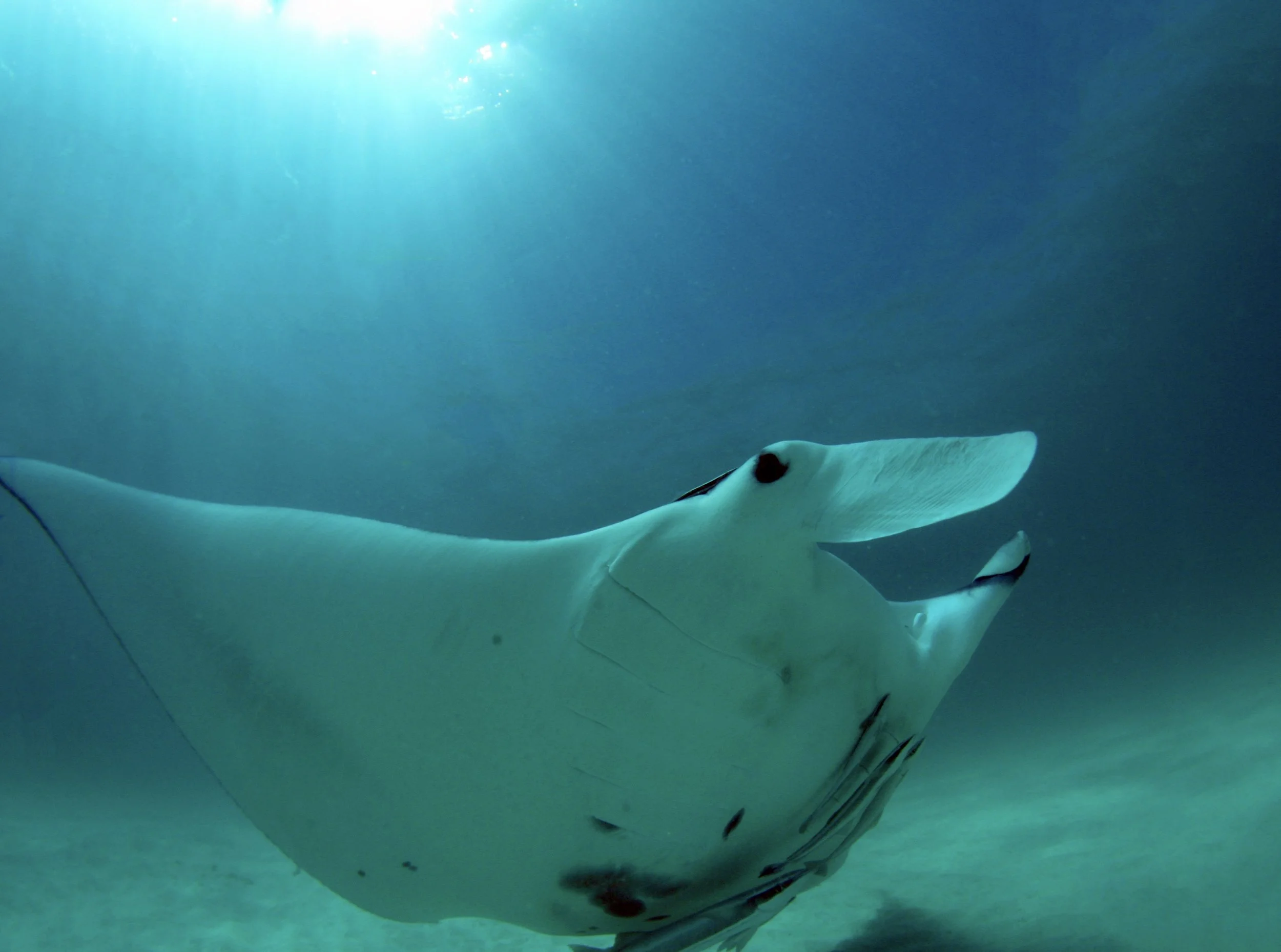 Manta.jpeg
