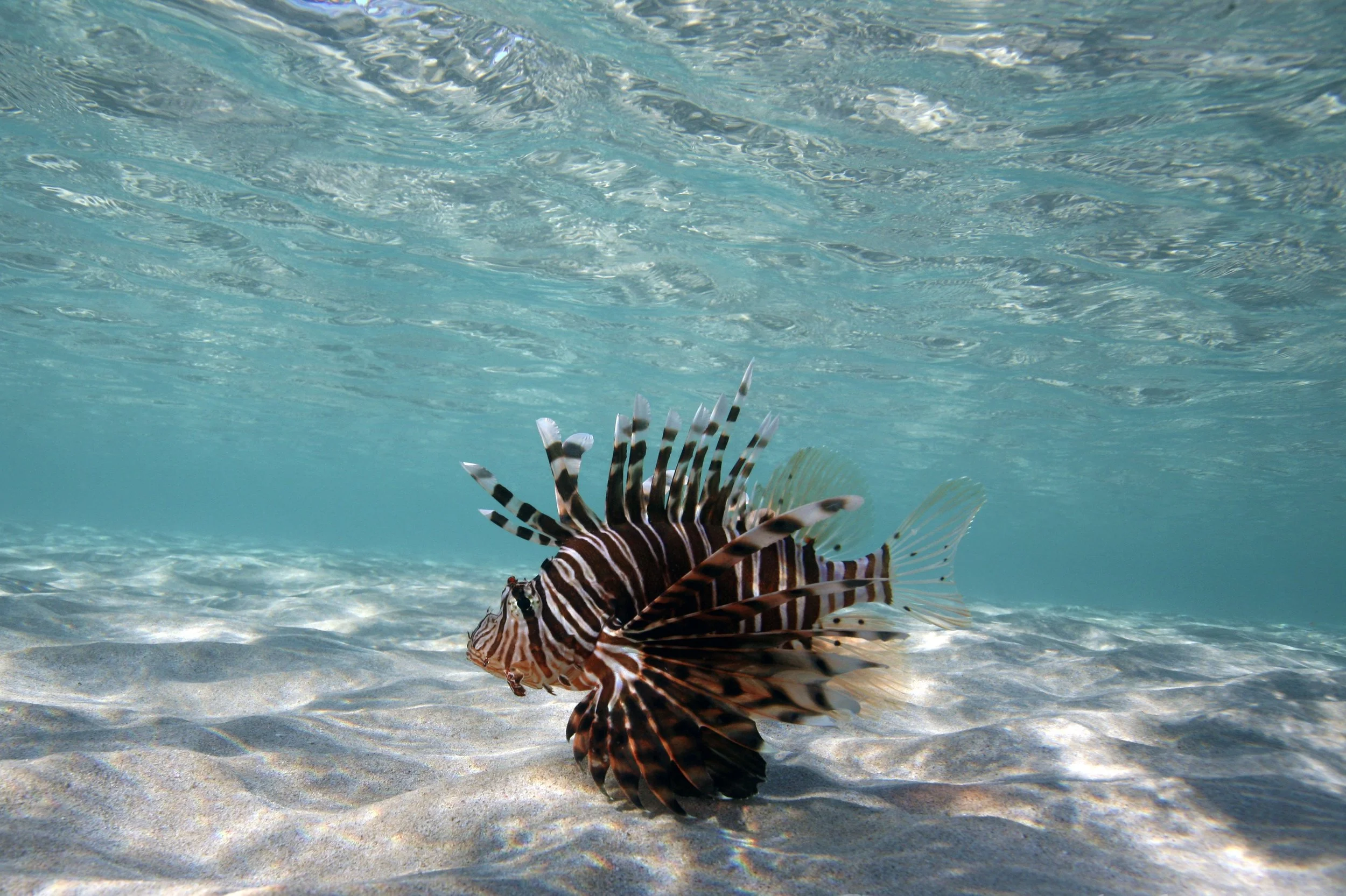 lionfish.jpeg