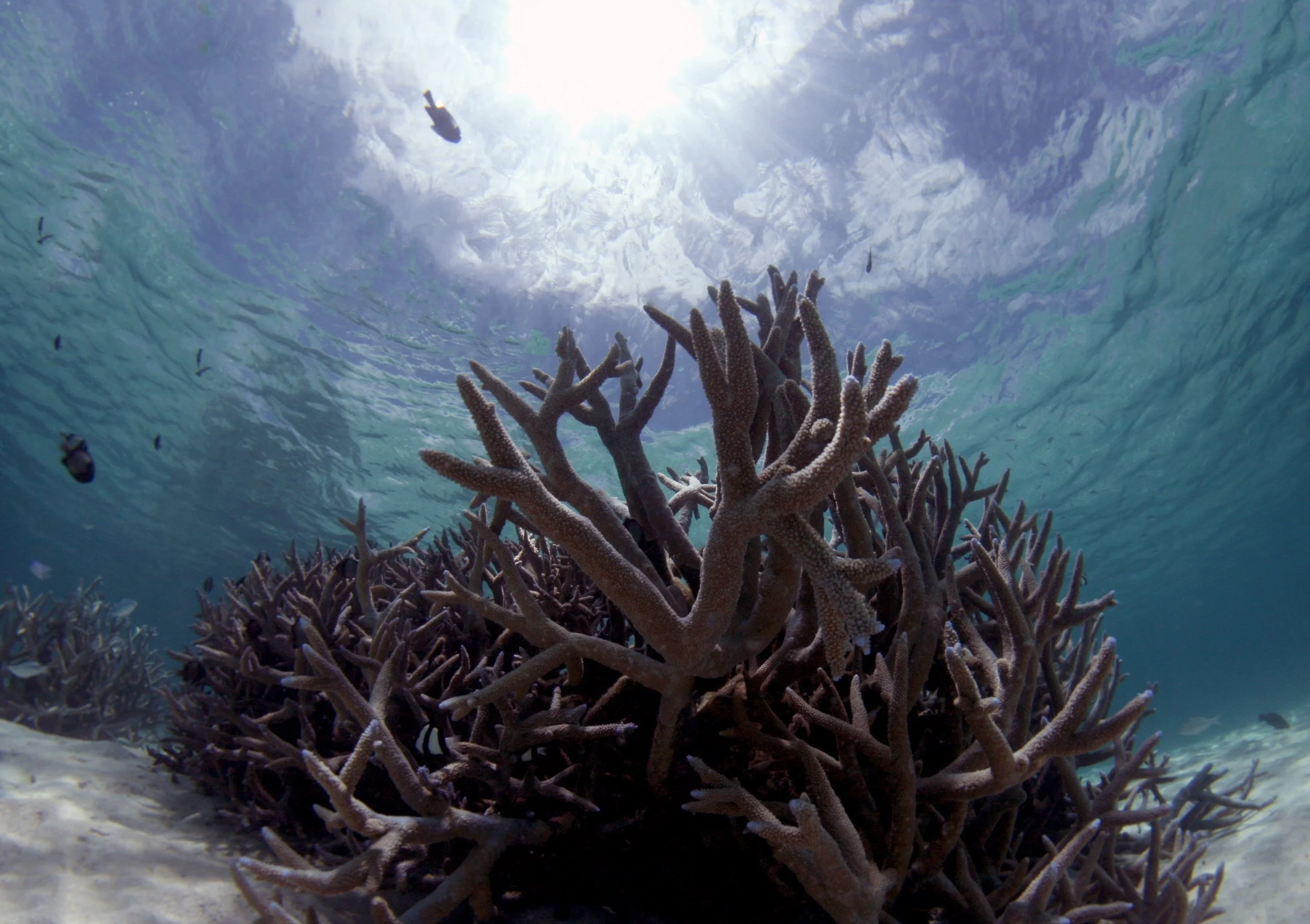 Coral Scene.jpeg