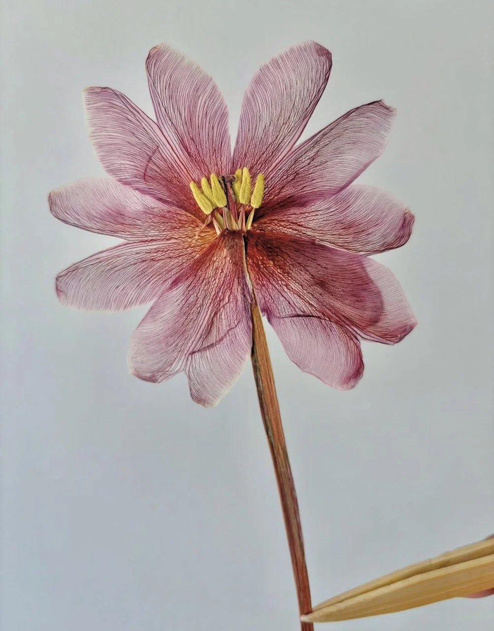 A detailed, artistic image of a pink flower with yellow stamens, with transparent, veined petals, on a light background.