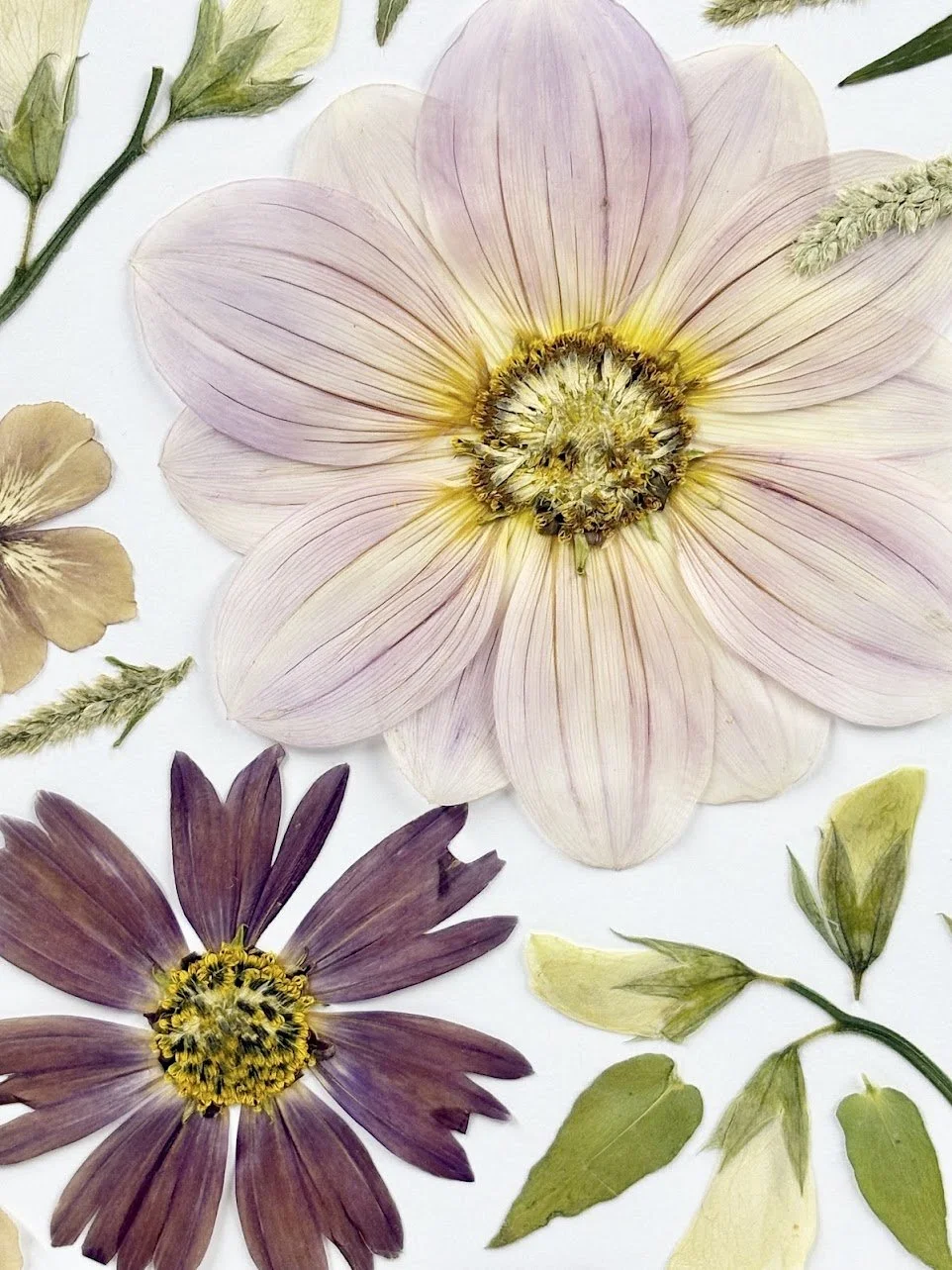 Arrangement of pressed flowers and leaves, including a large pink and white flower, a purple flower, and various green leaves.