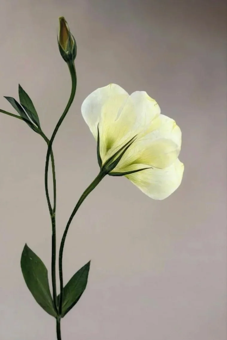 A pale yellow flower with elongated petals and green leaves, accompanied by a flower bud, set against a gray background.