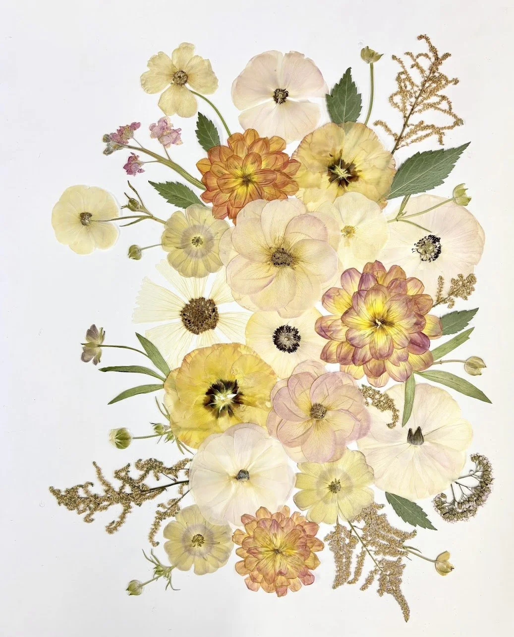 A collection of pressed flowers and leaves arranged on a white background.