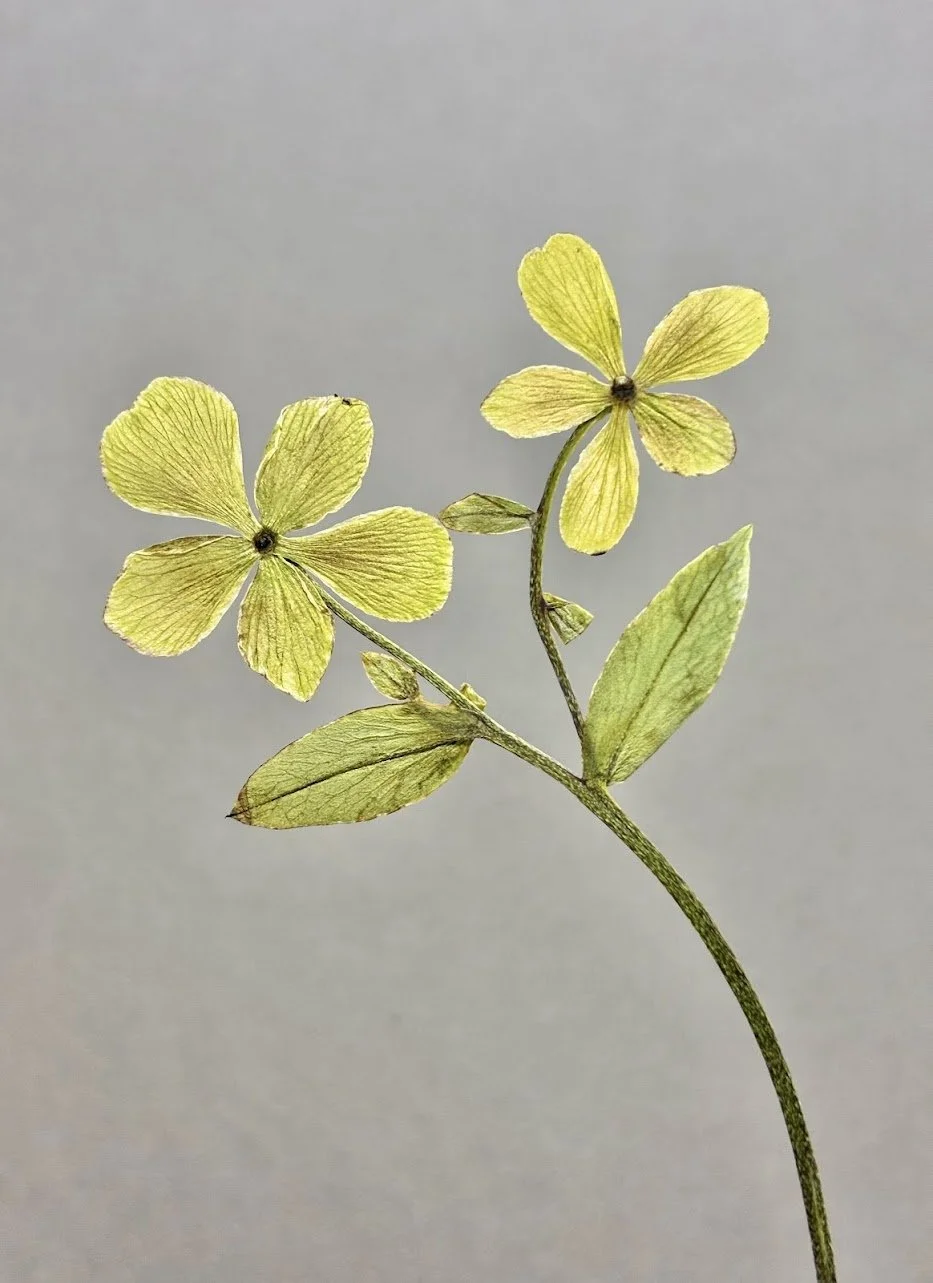 A close-up of a branch with two yellow-green flowers and a few leaves against a plain gray background.