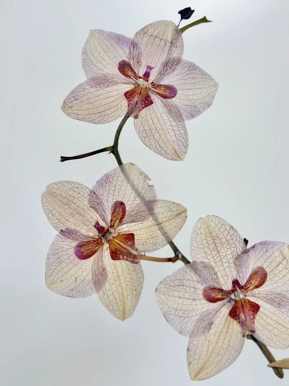 Close-up of pale pink orchids with intricate veins and purple and orange centers on a light background.