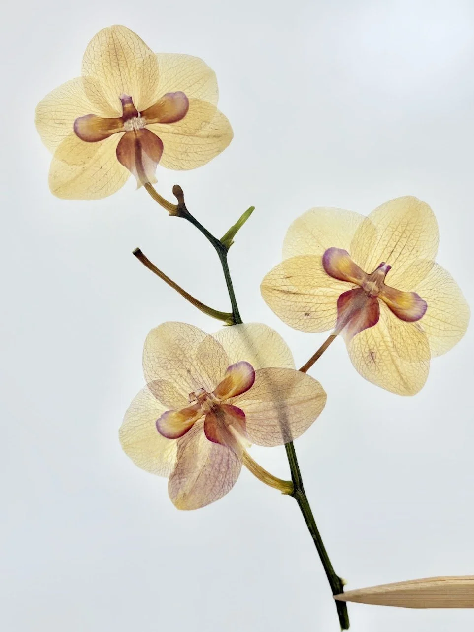 A close-up of three pale yellow orchids with purple and orange centers against a plain white background.
