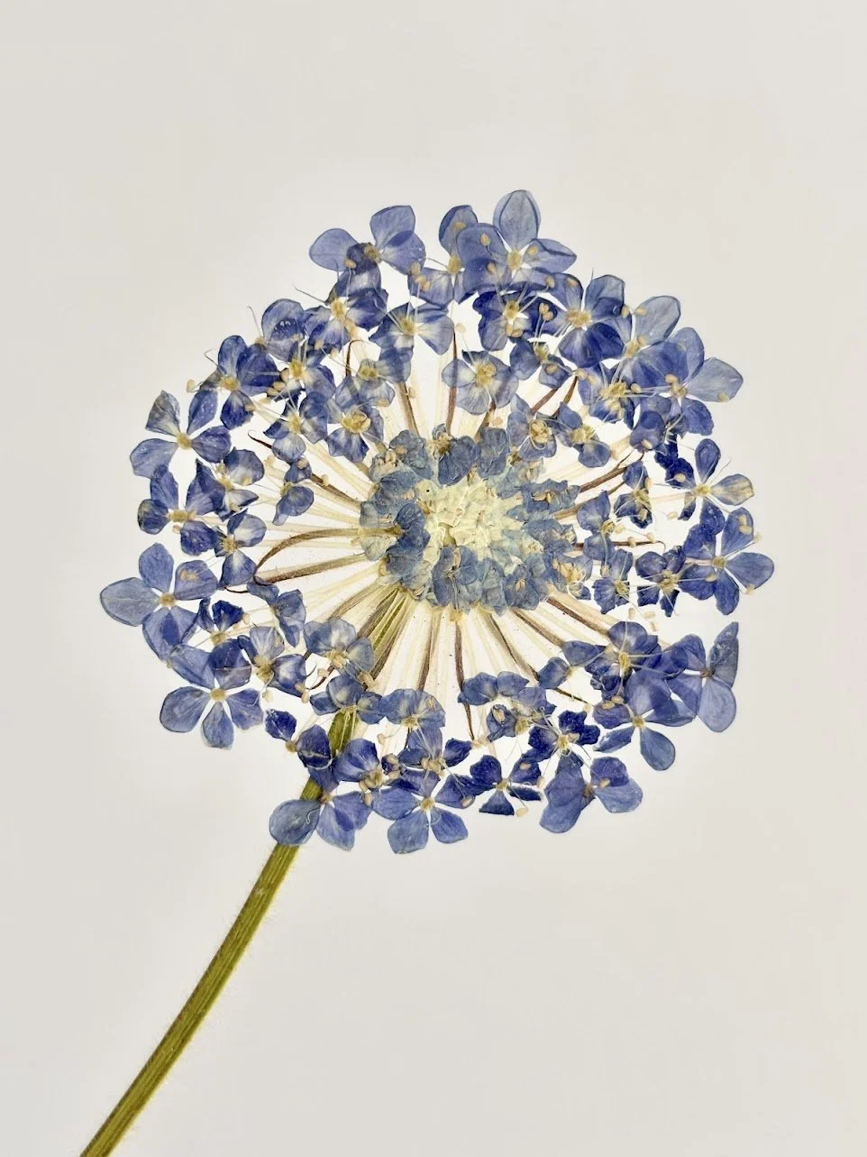 Close-up of a blue hydrangea flower with many small petals and a green stem on a white background.