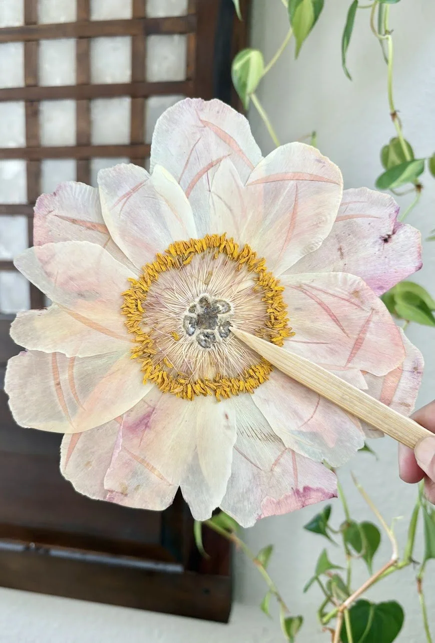 A person holding a large, pale pink and white flower with a cottony center, which is a dried plant structure, with a wooden stick in the center. There are green leafy vines in the background.