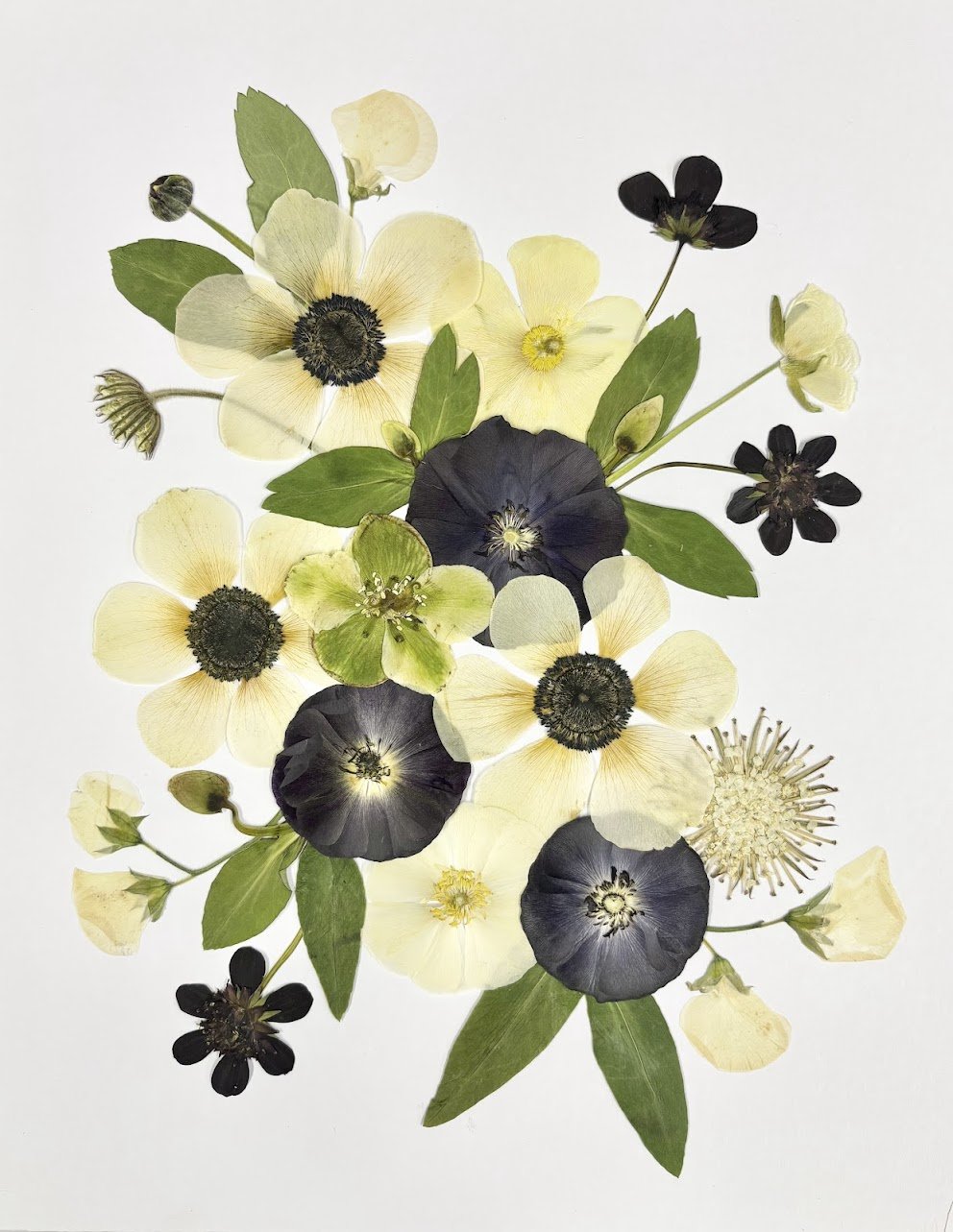 Arrangement of white and black flowers with green leaves on white background.