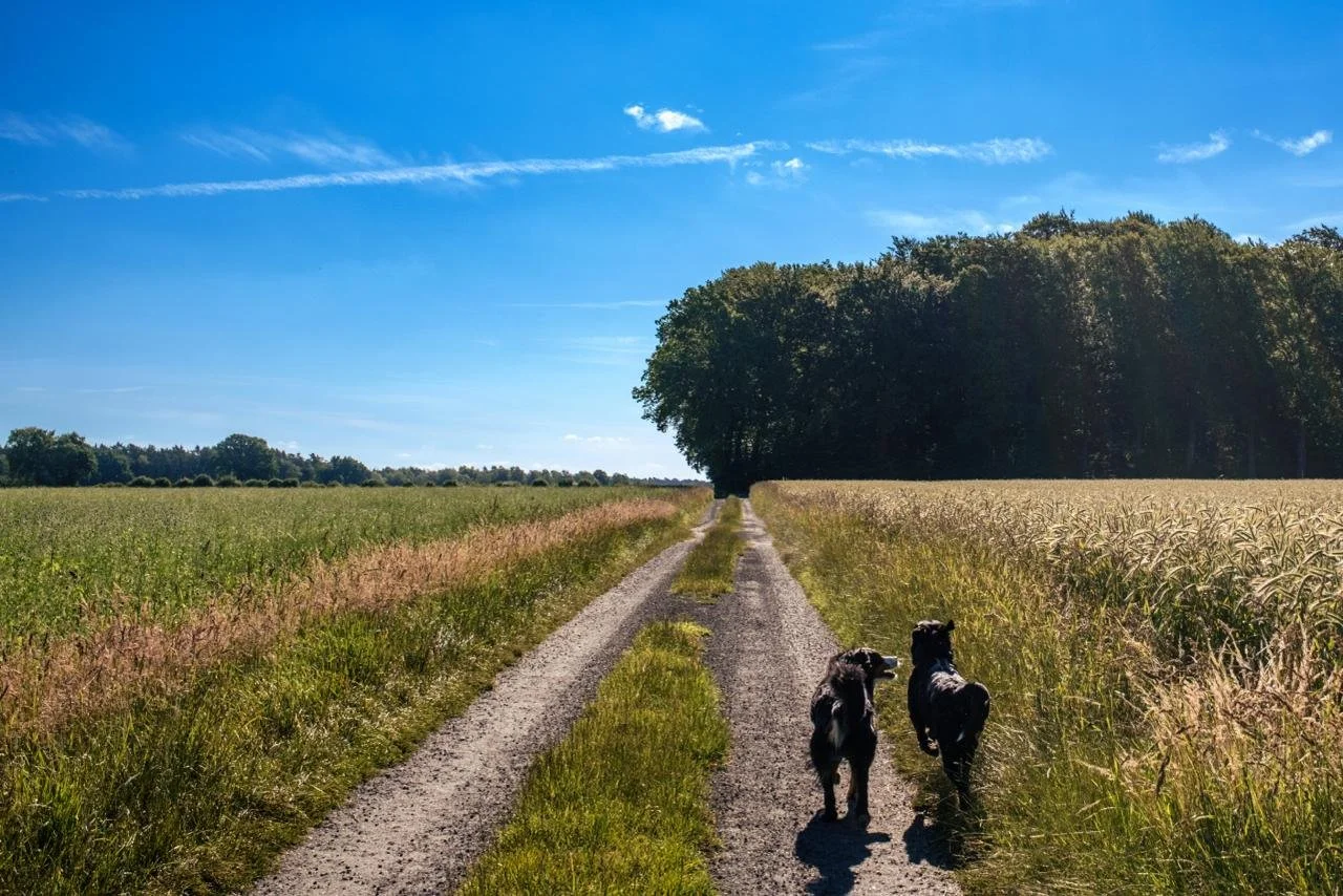 Zwei schwarze Hunde laufen auf einem Feldweg zwischen Getreidefeldern unter einem blauen Himmel mit wenigen Wolken.