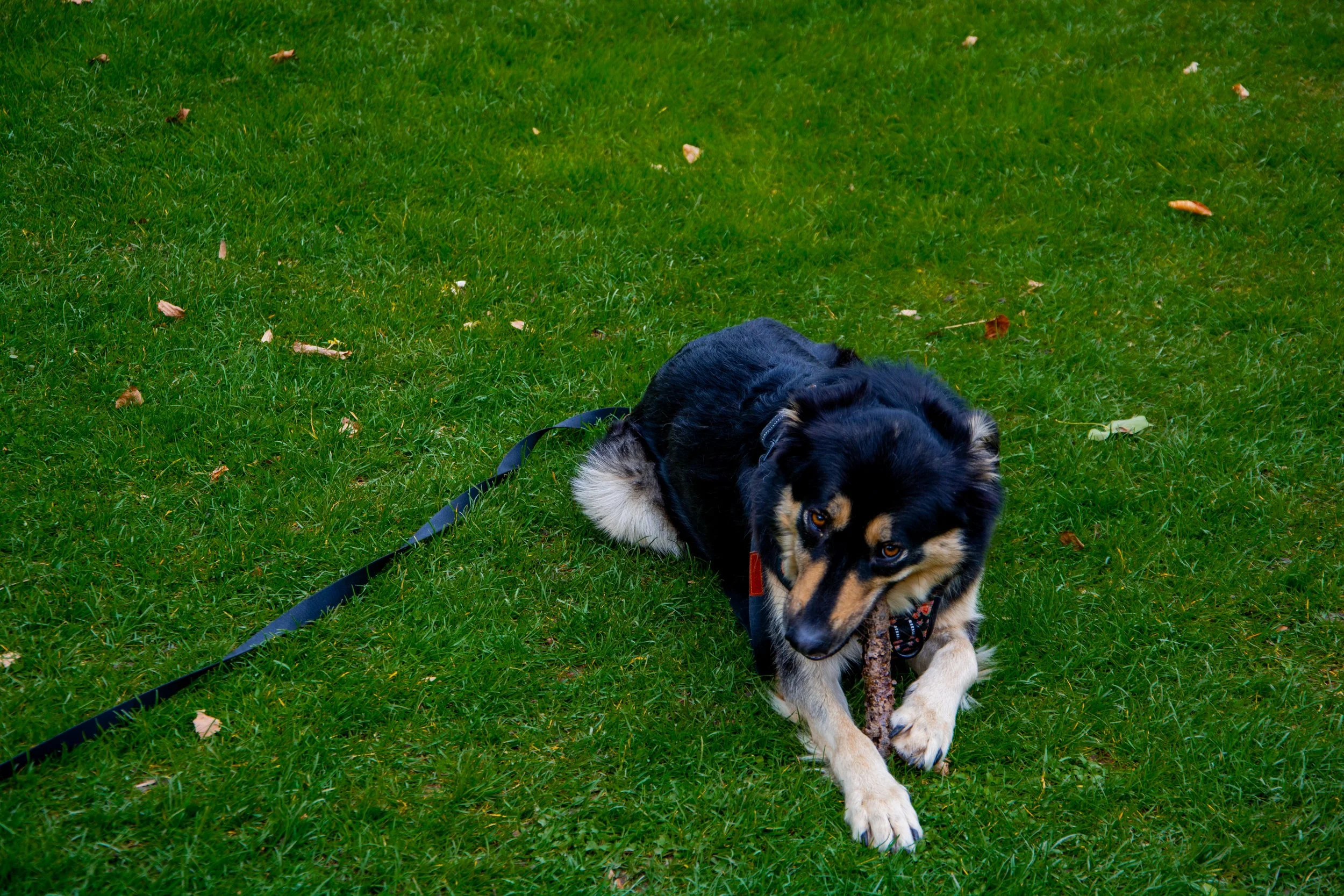 A black, brown, and white dog lying on green grass, holding a stick in its paws, with a leash attached to its collar.