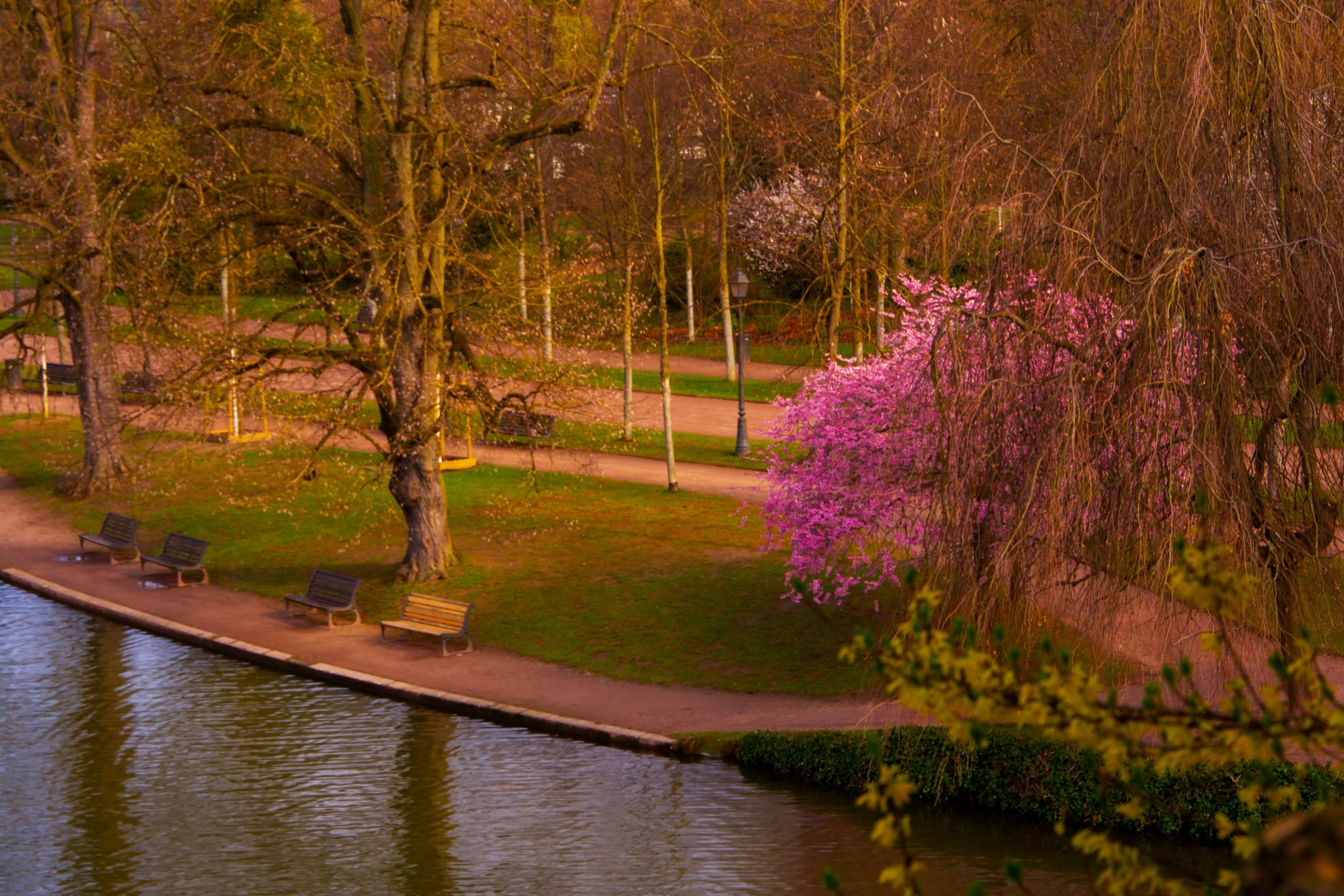A park with a winding path, benches, trees, and blooming pink flowers near a body of water.