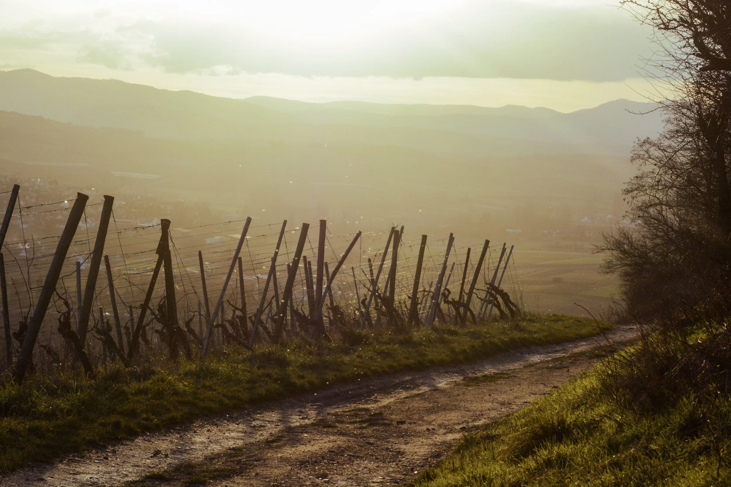 Vineyard with wooden trellis supports on a hillside, dirt path, trees, and rolling hills in the distance under a cloudy sky