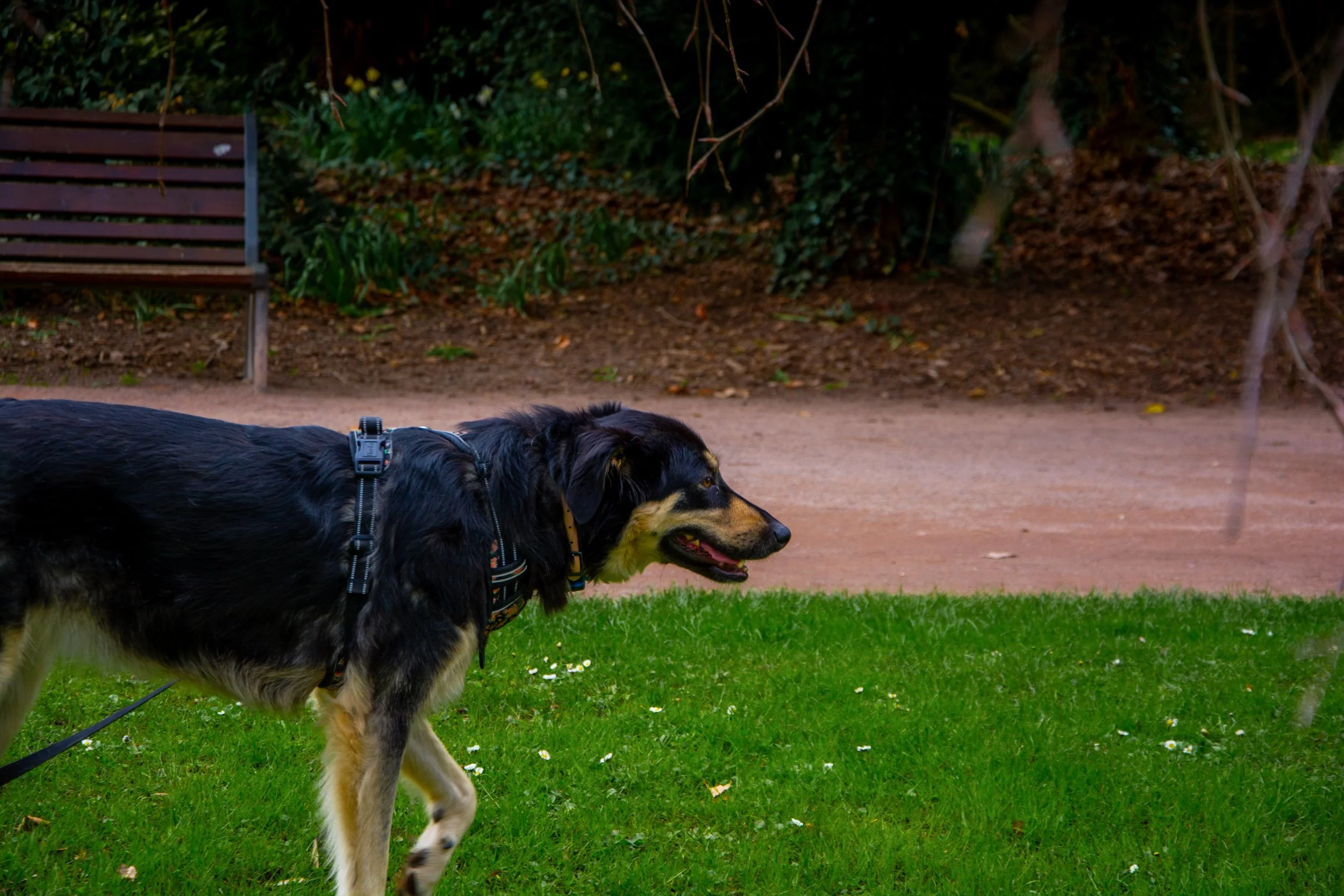 A black and tan dog wearing a harness standing on green grass near a park bench.
