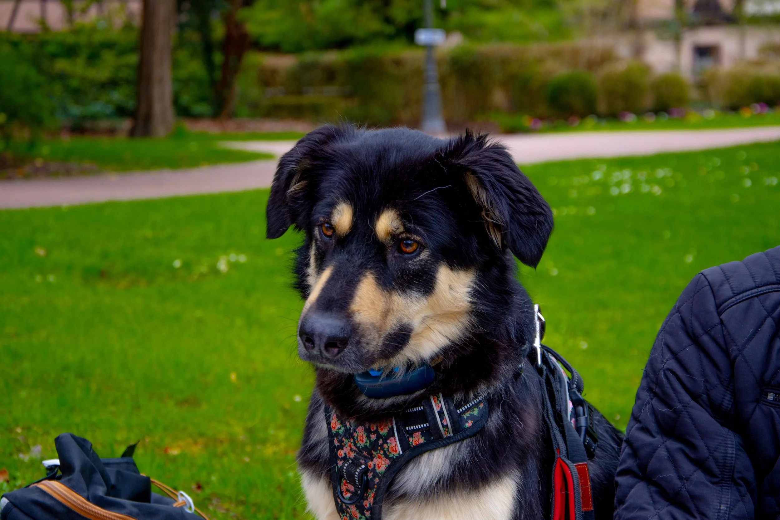 A black and tan dog with a colorful harness sitting on a grassy park.