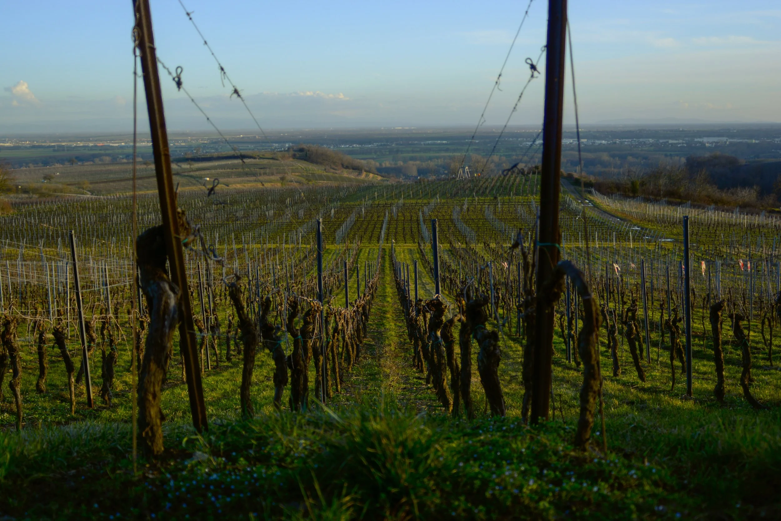 Vineyard with rows of grapevines on rolling hills under a blue sky.