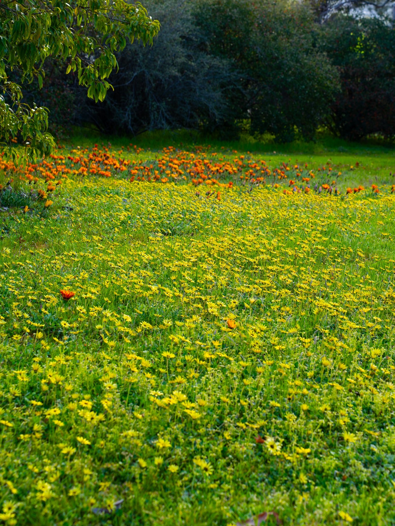 Field of yellow and orange flowers with green grass and trees in the background on a bright day.