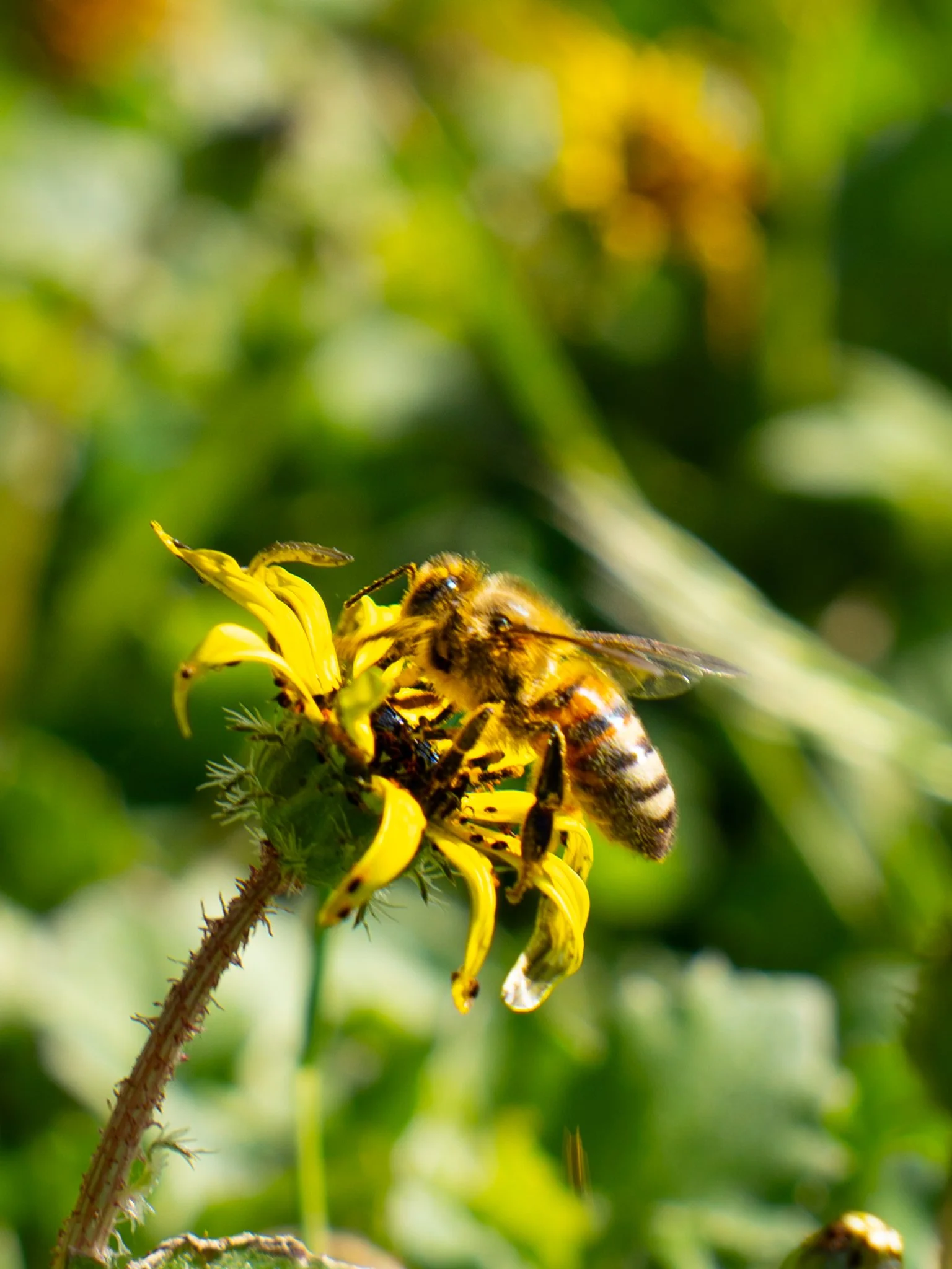 Close-up of a honeybee on a yellow flower, with a blurred green background.