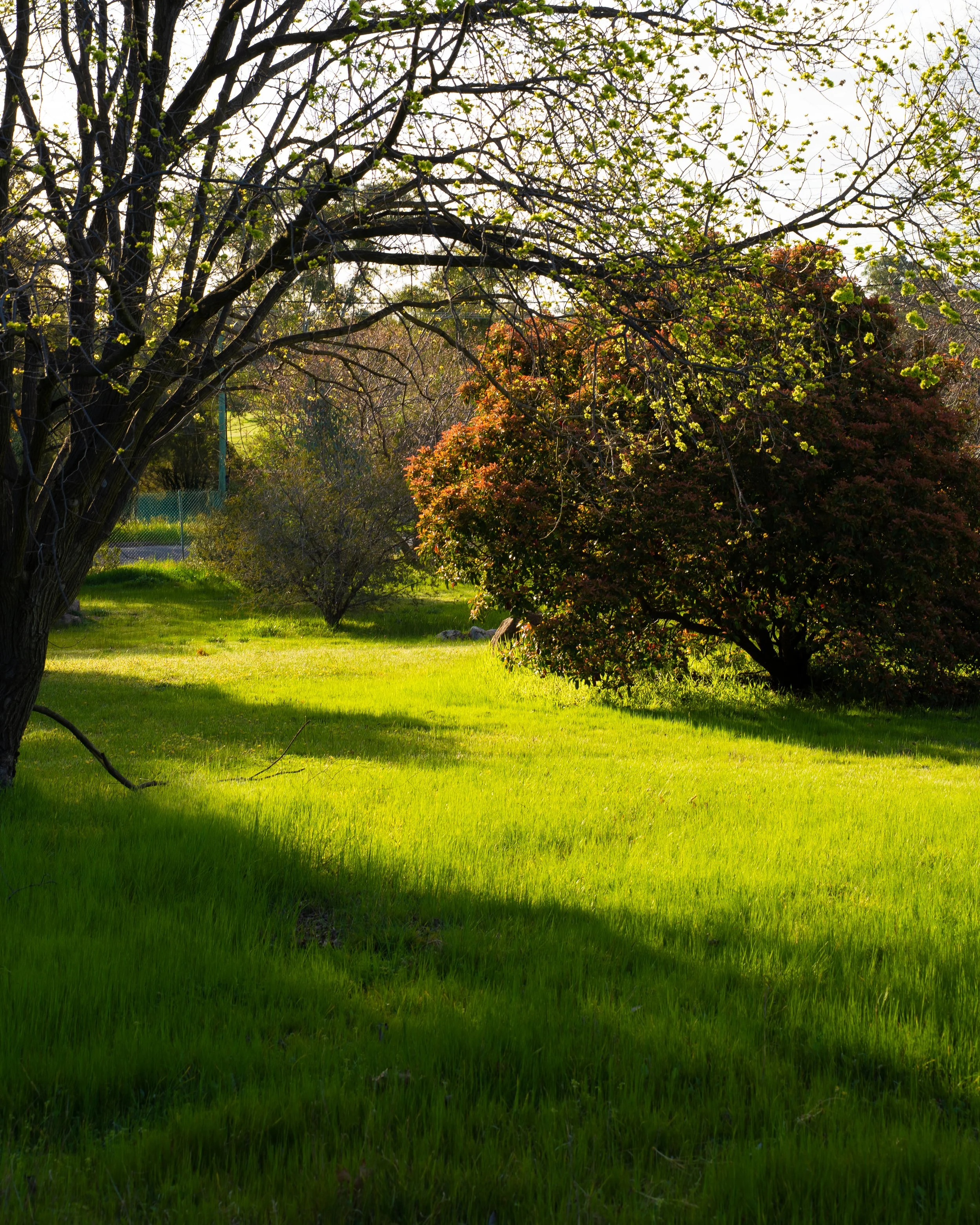 A lush green lawn with several trees and bushes under bright sunlight, with some tree branches in the foreground and a fence in the background.