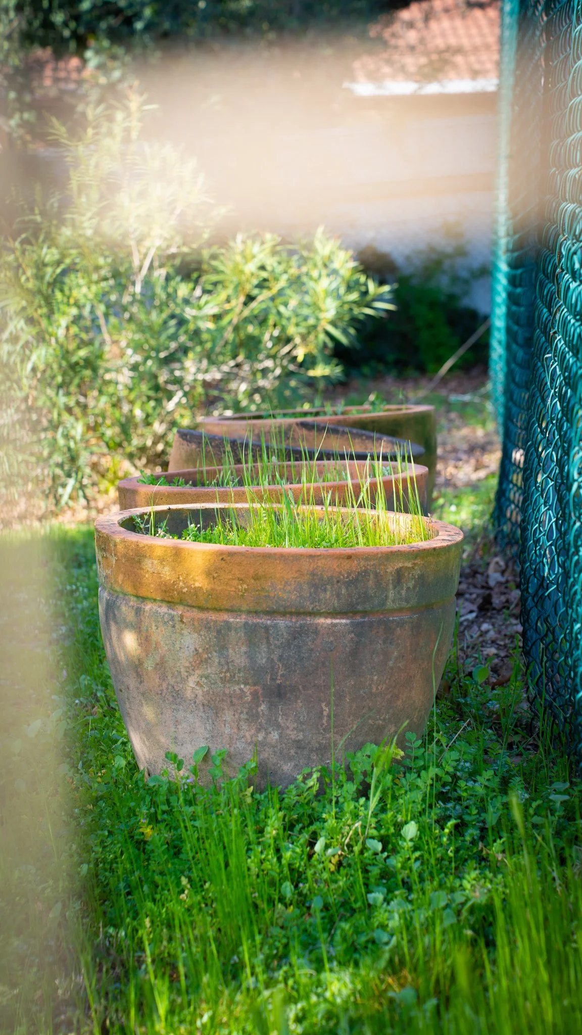 Close-up of three large, weathered terracotta plant pots with green grass and small plants growing inside, set on lush green grass beside a blue chain-link fence, with a garden and shrubbery in the background.