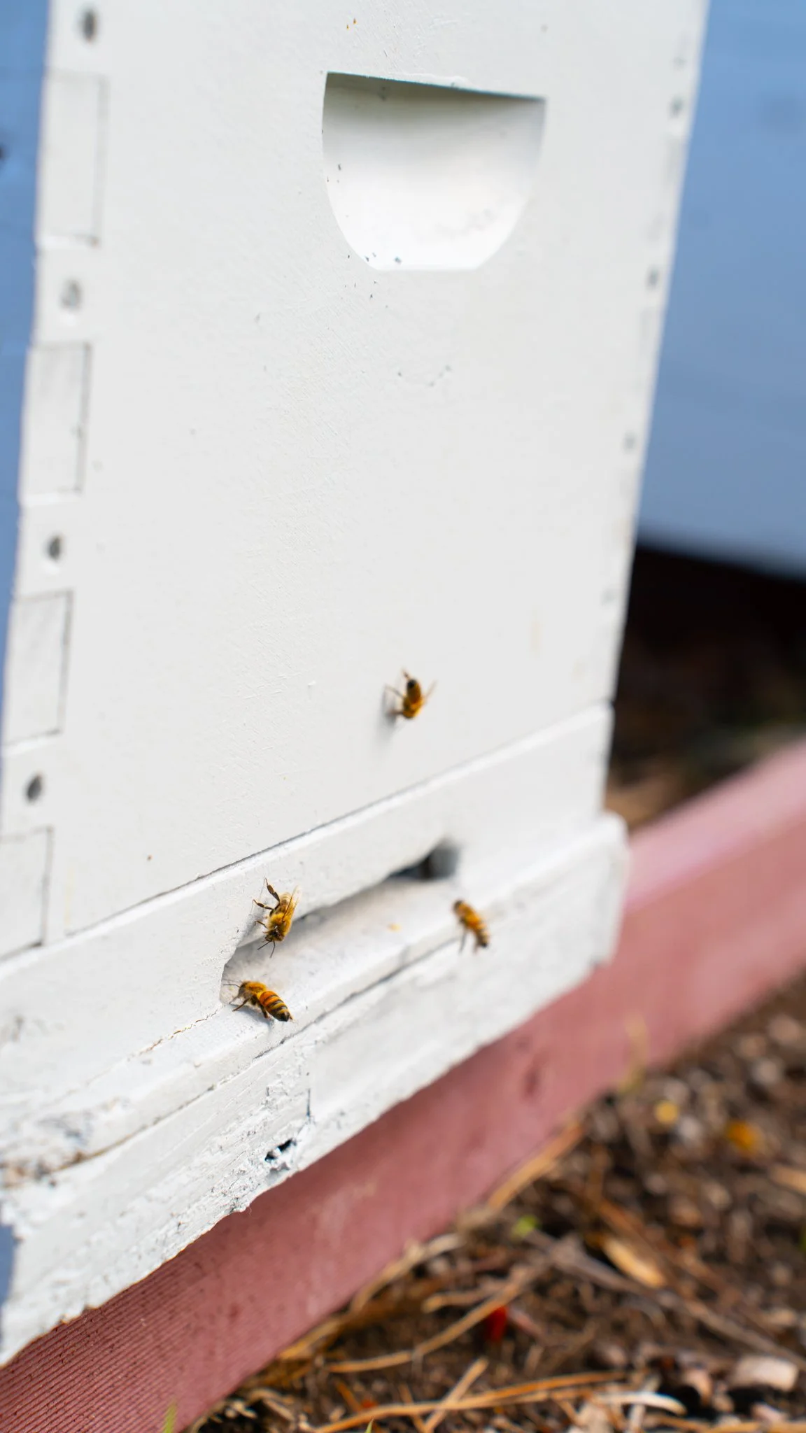 2603_Bees_0012.jpg