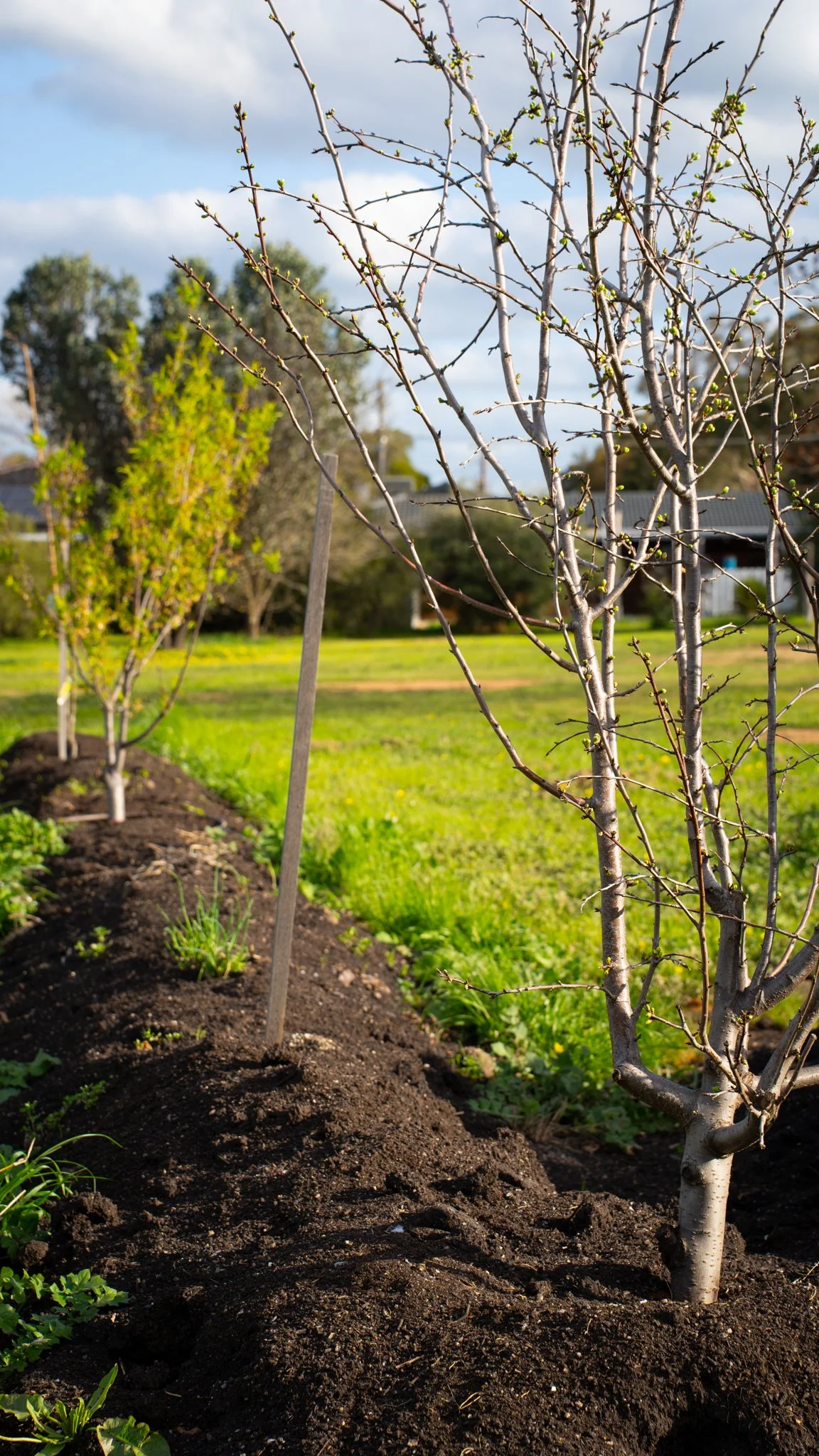 Young trees planted in freshly turned soil in a sunny backyard with grass, other trees, and a house in the background.