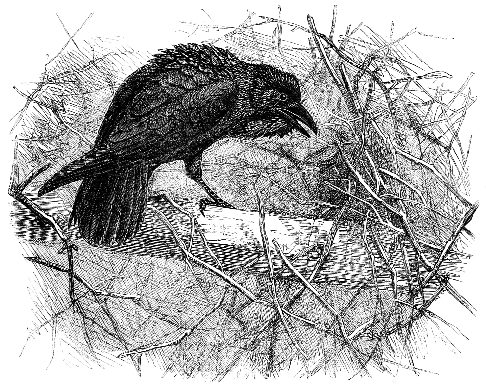 Vintage engraving of a raven by Joseph Wolf, illustrating translation and cultural adaptation between French and English