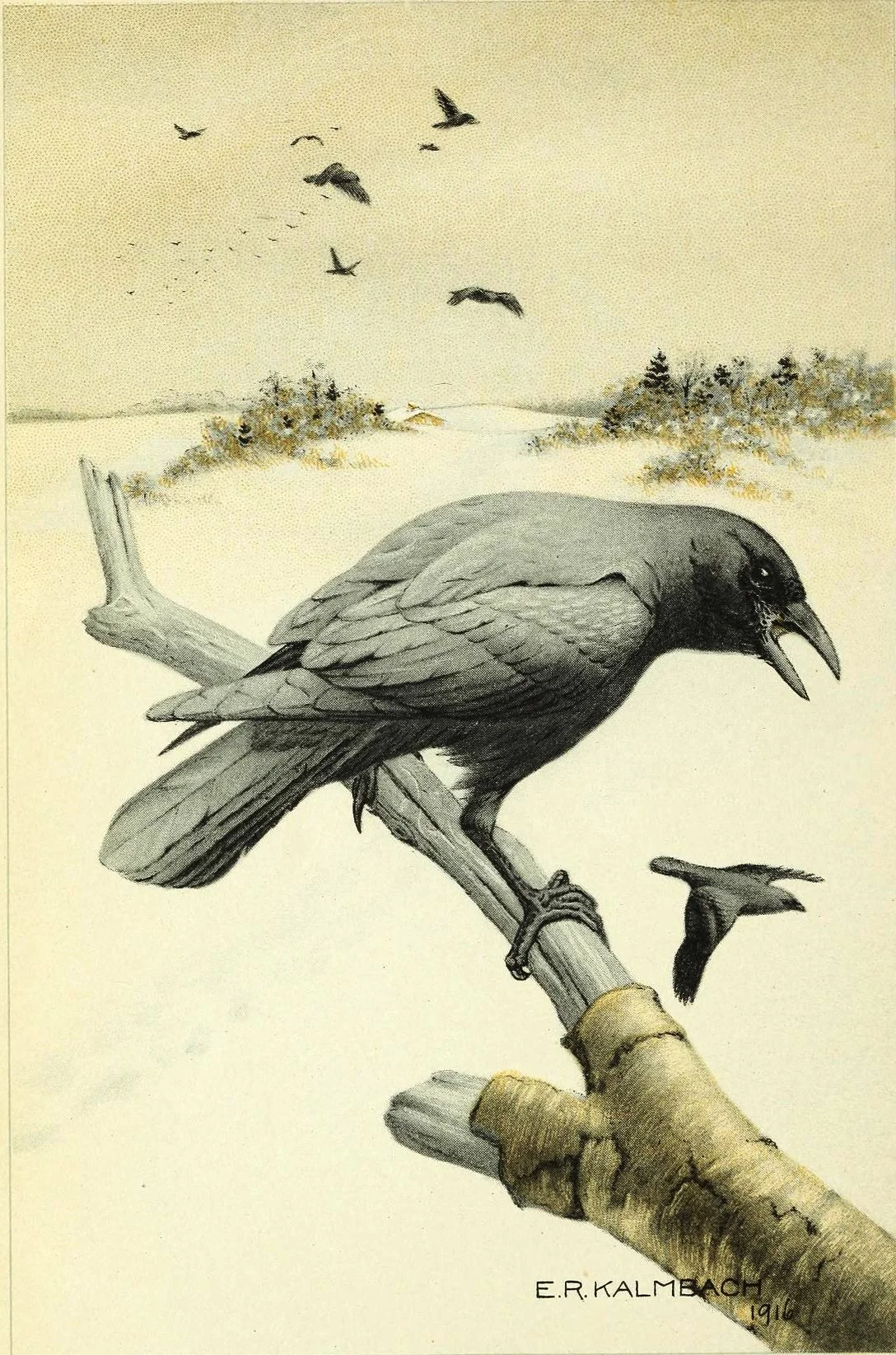 Vintage E.R. Kalmbach 1916 illustration of a raven on a branch against a muted sky, with birds flying in the background