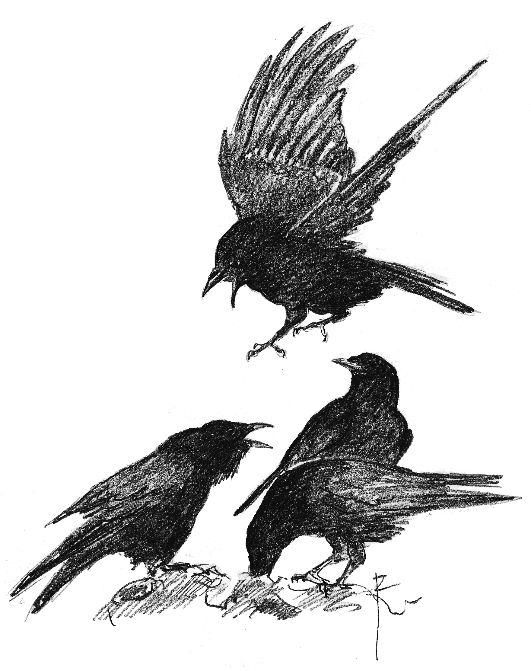 Pencil sketch of three ravens by Jos Zwarts, illustrating strategic web content and editorial judgment