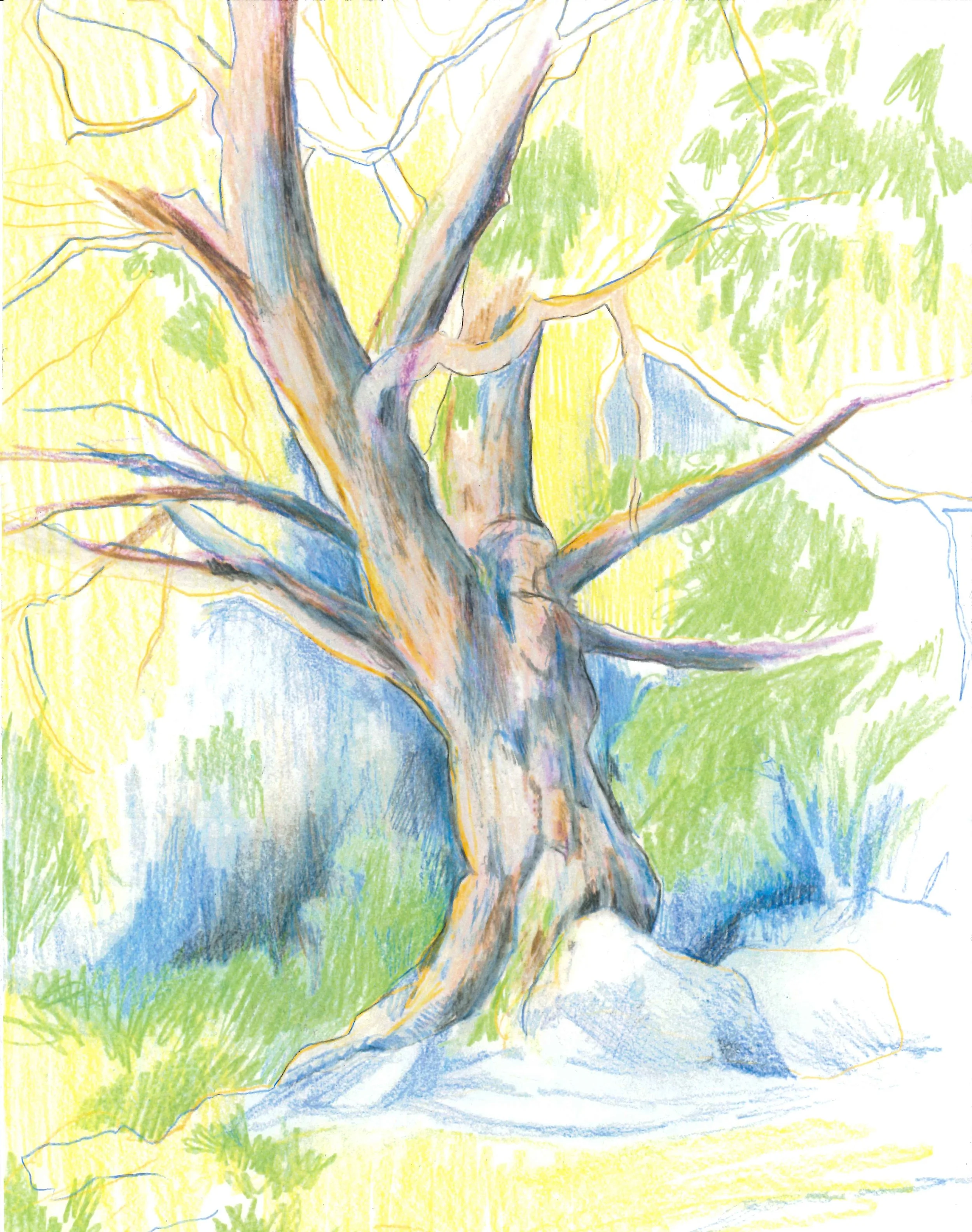 Un dessin coloré d'un grand arbre avec des branches épaisses et des feuilles vertes, posé sur un sol avec quelques rochers et de l'herbe.