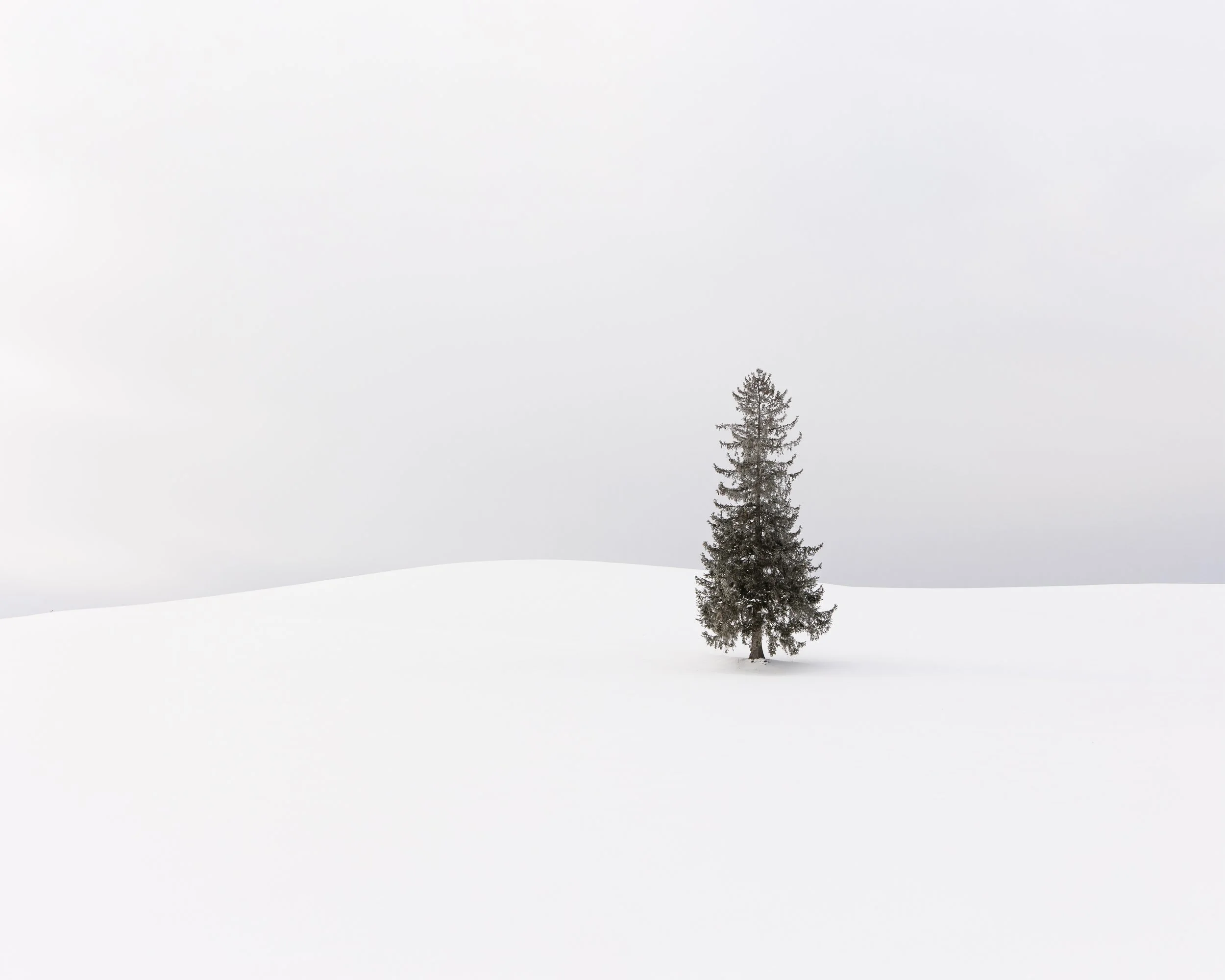 A lone tree standing in a snow-covered landscape under a gray, overcast sky