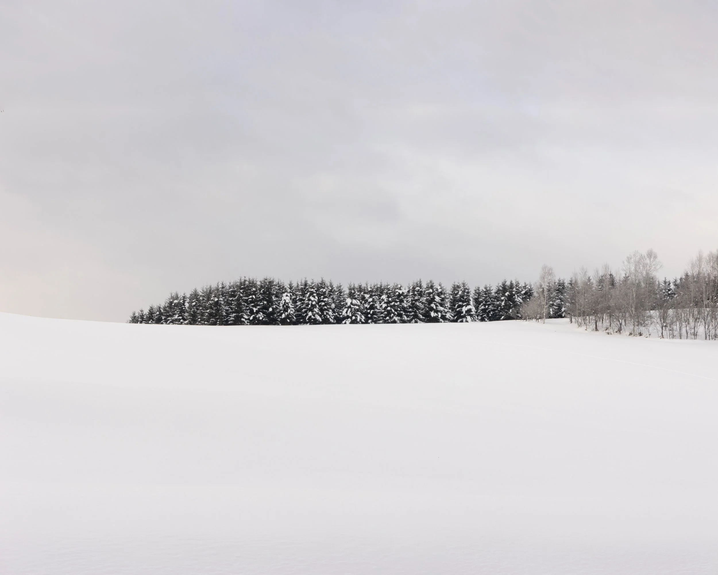 Snow-covered field with a line of evergreen trees in the distance under a cloudy sky.