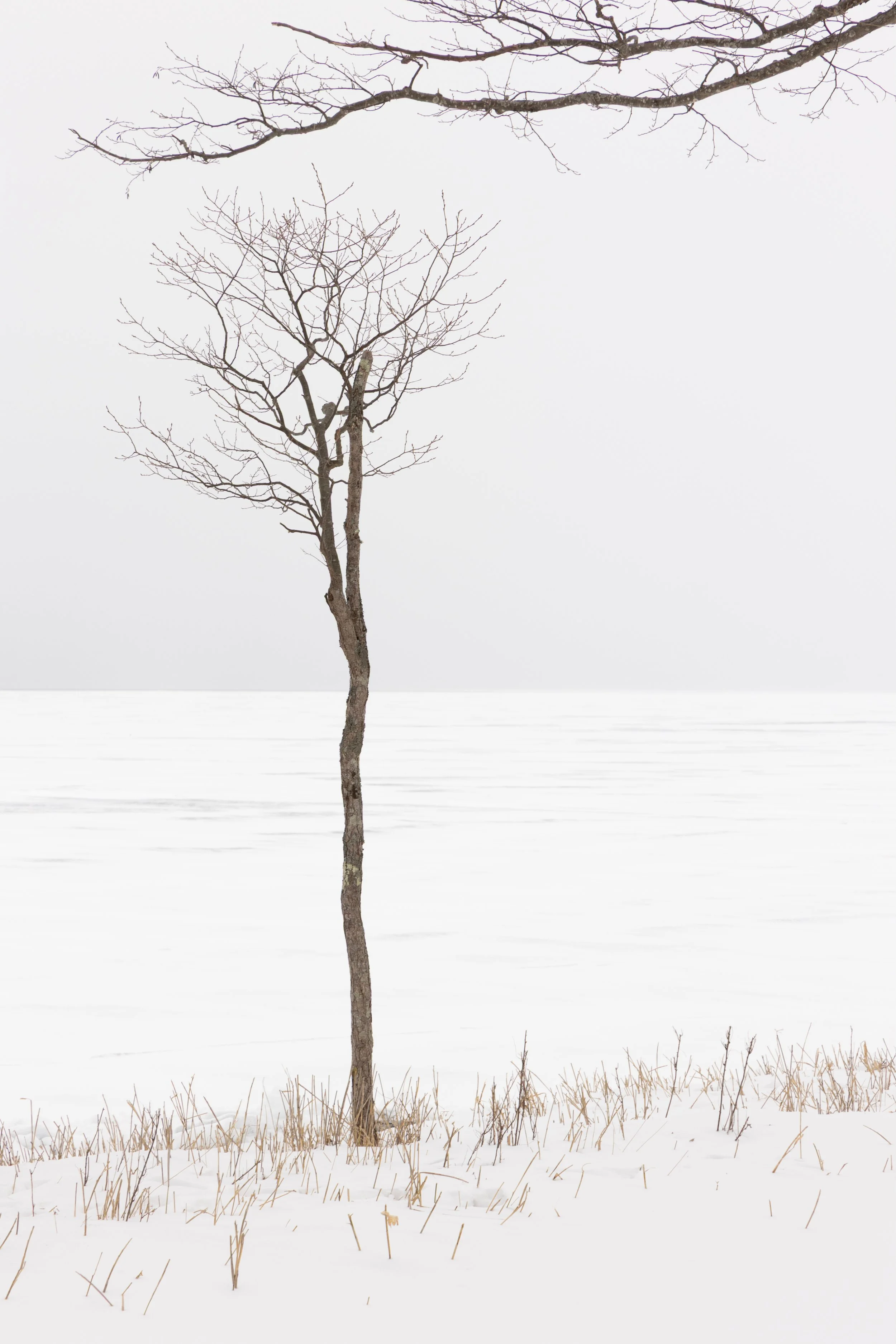 A bare tree with a crooked trunk standing in a snow-covered landscape with grassy patches, under a gray overcast sky.