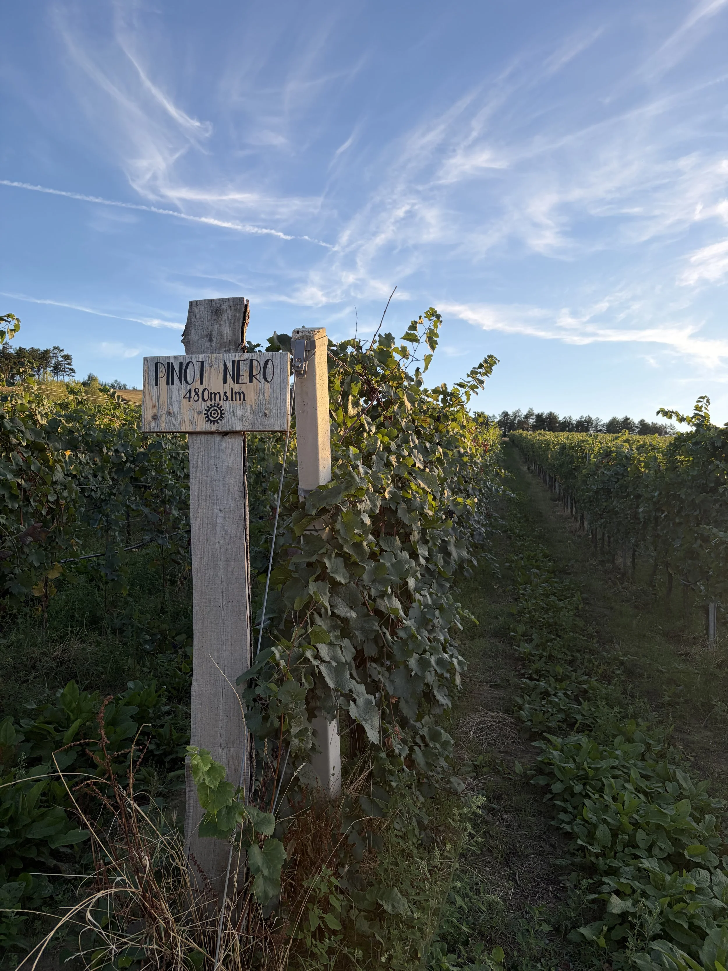 Wine tour in Italy, name of Pinot Nero