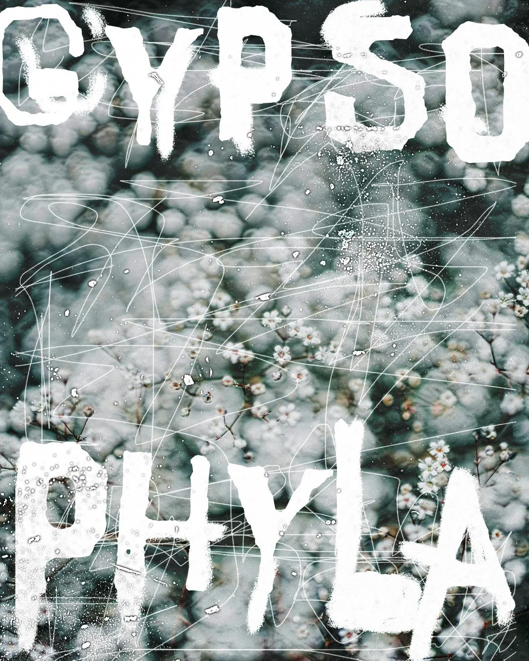 gypsophila_website.jpg