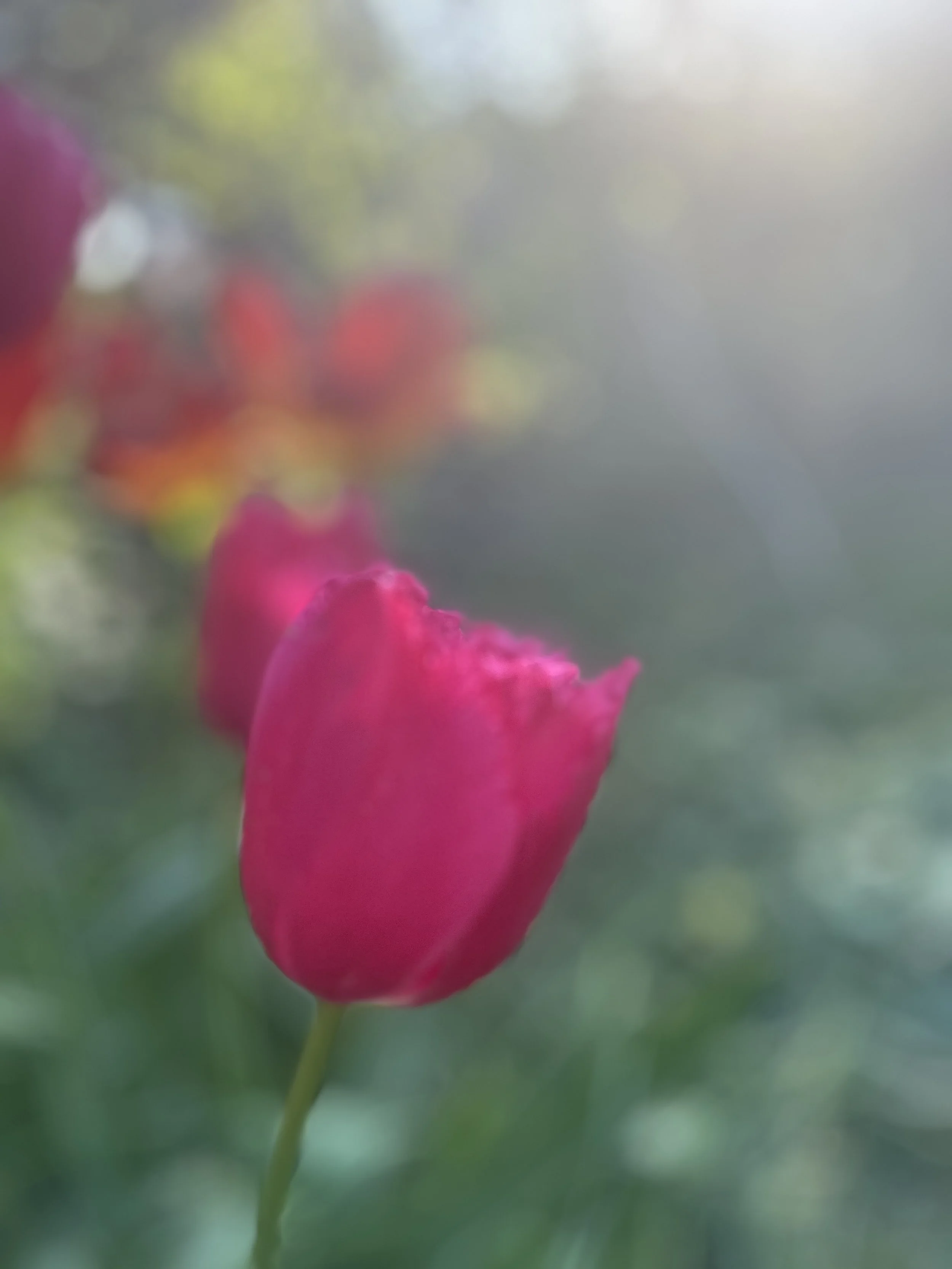 IMG_5501.jpeg