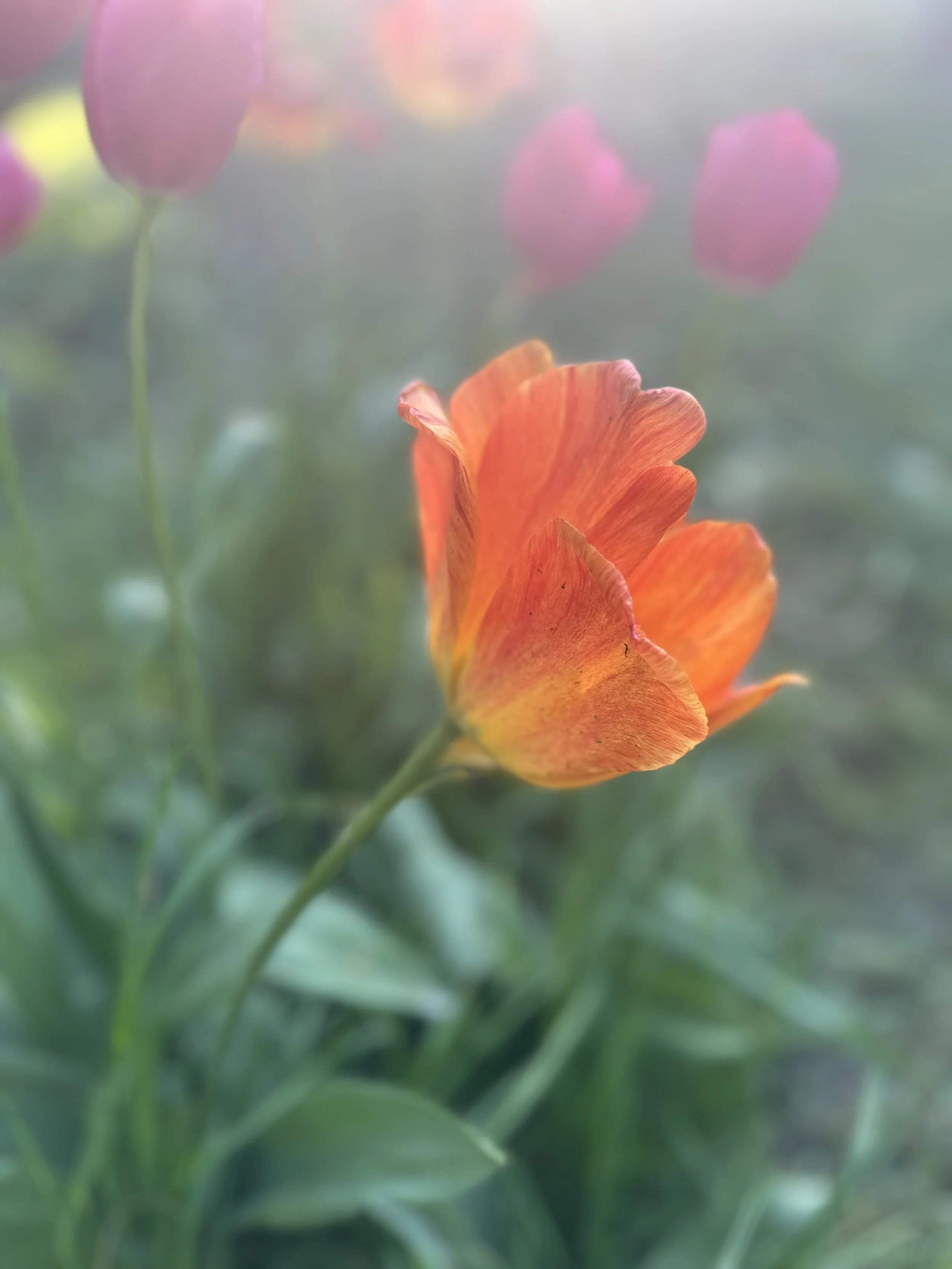 IMG_5499.jpeg